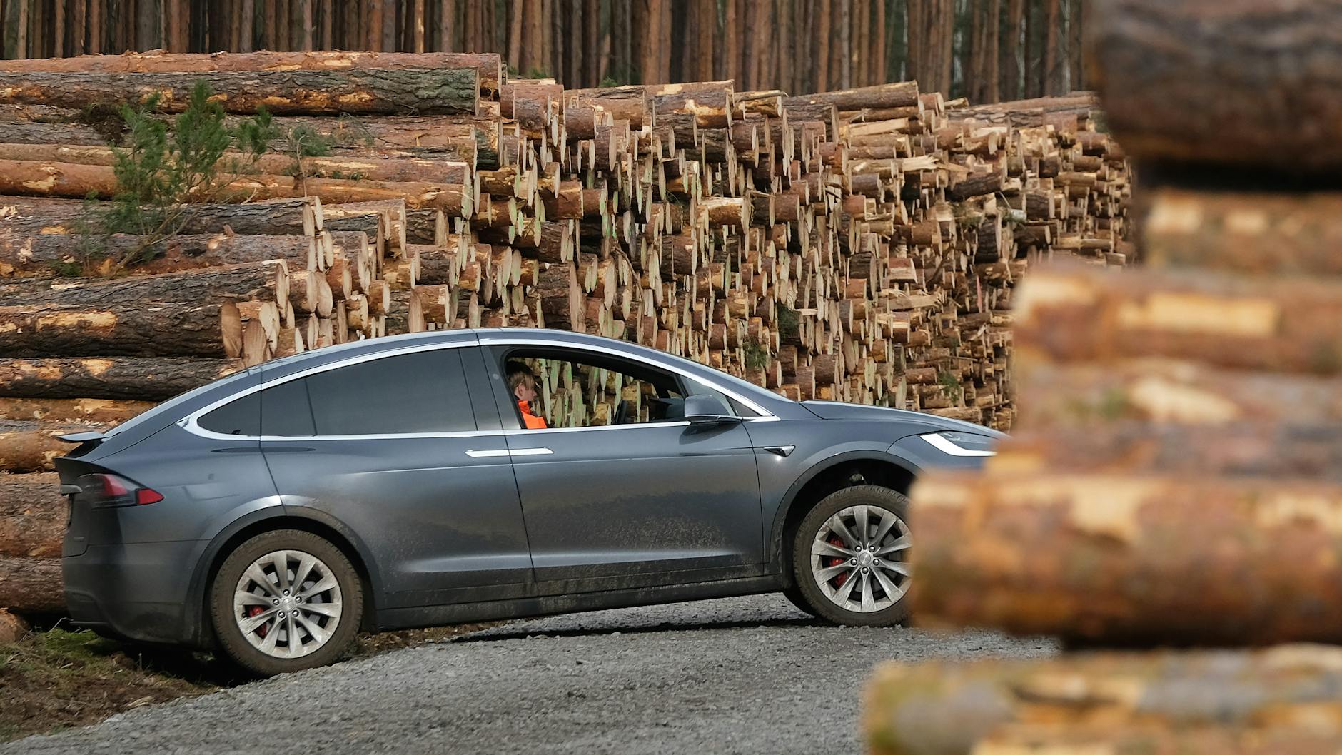 Blick auf das schon teilweise gerodete Waldgebiet auf dem künftigen Gelände der Tesla Gigafactory.