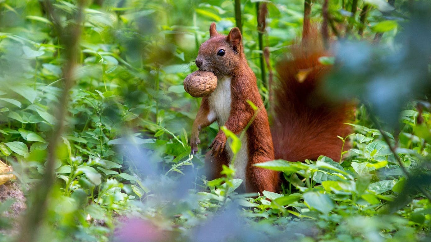 Eichhörnchen kommen in Berlin auf Grund des milden Wetters nicht richtig zur Ruhe.