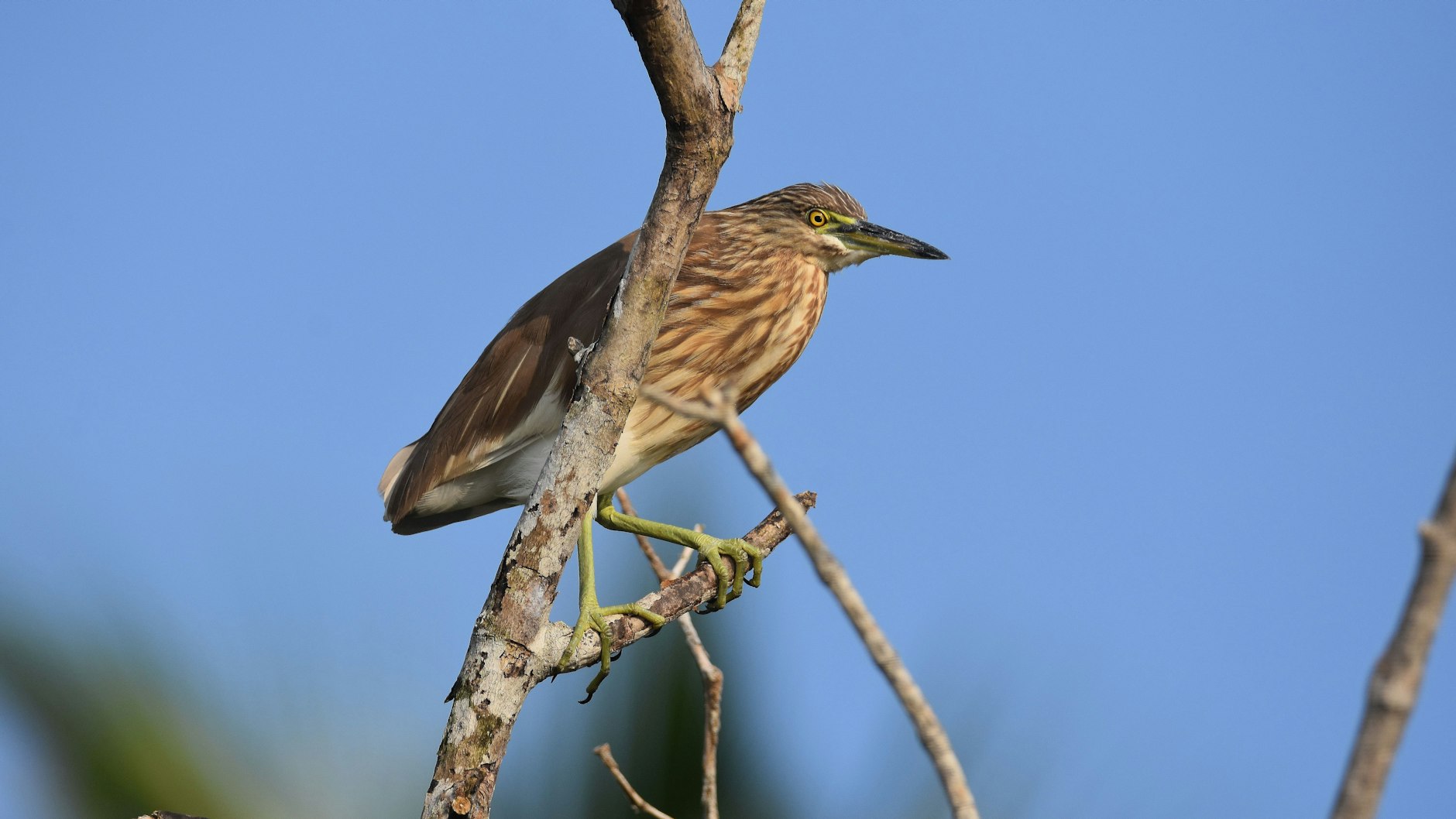 Der kleine Paddy- Reiher ist im Süden Sri Lankas zu Hause.