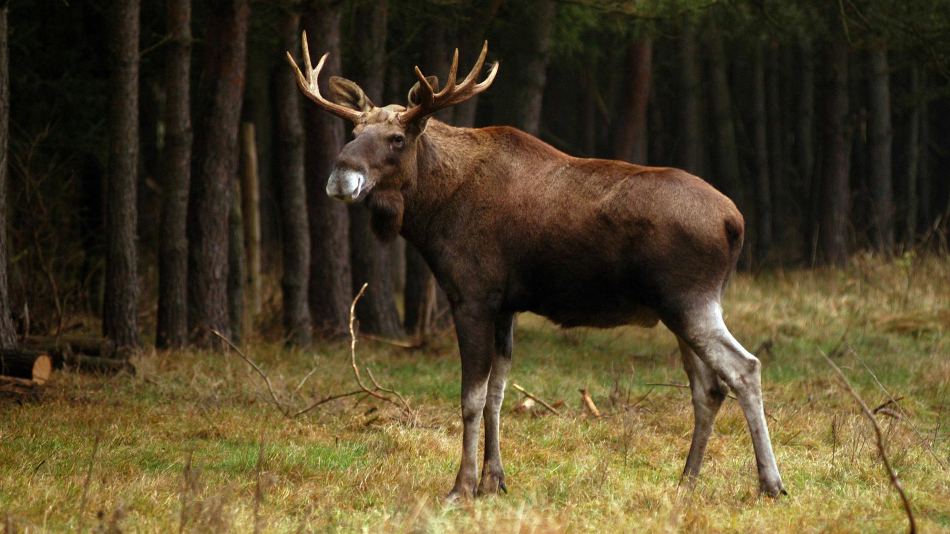 Mit viel Glück kann man im Wildpark einen Elch beobachten.