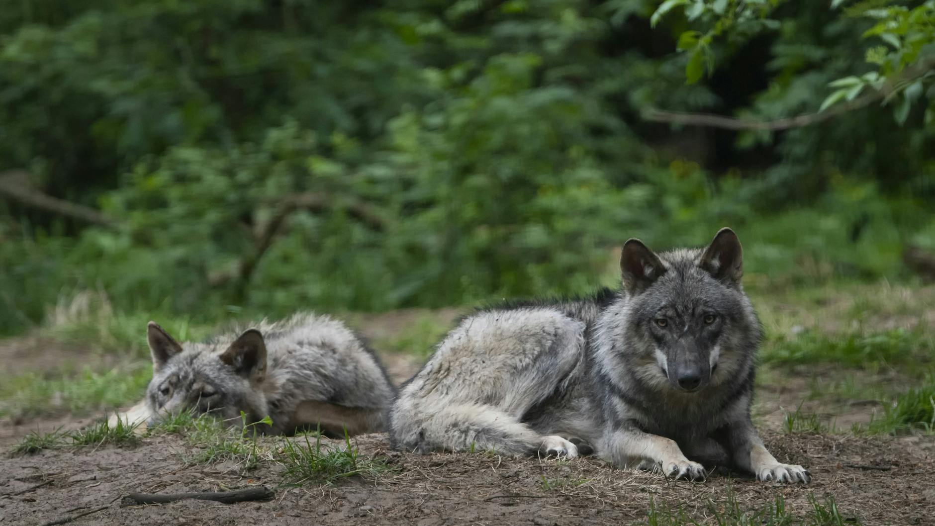 Wölfe finden im Wildpark genügend Rückzugsmöglichkeiten. 