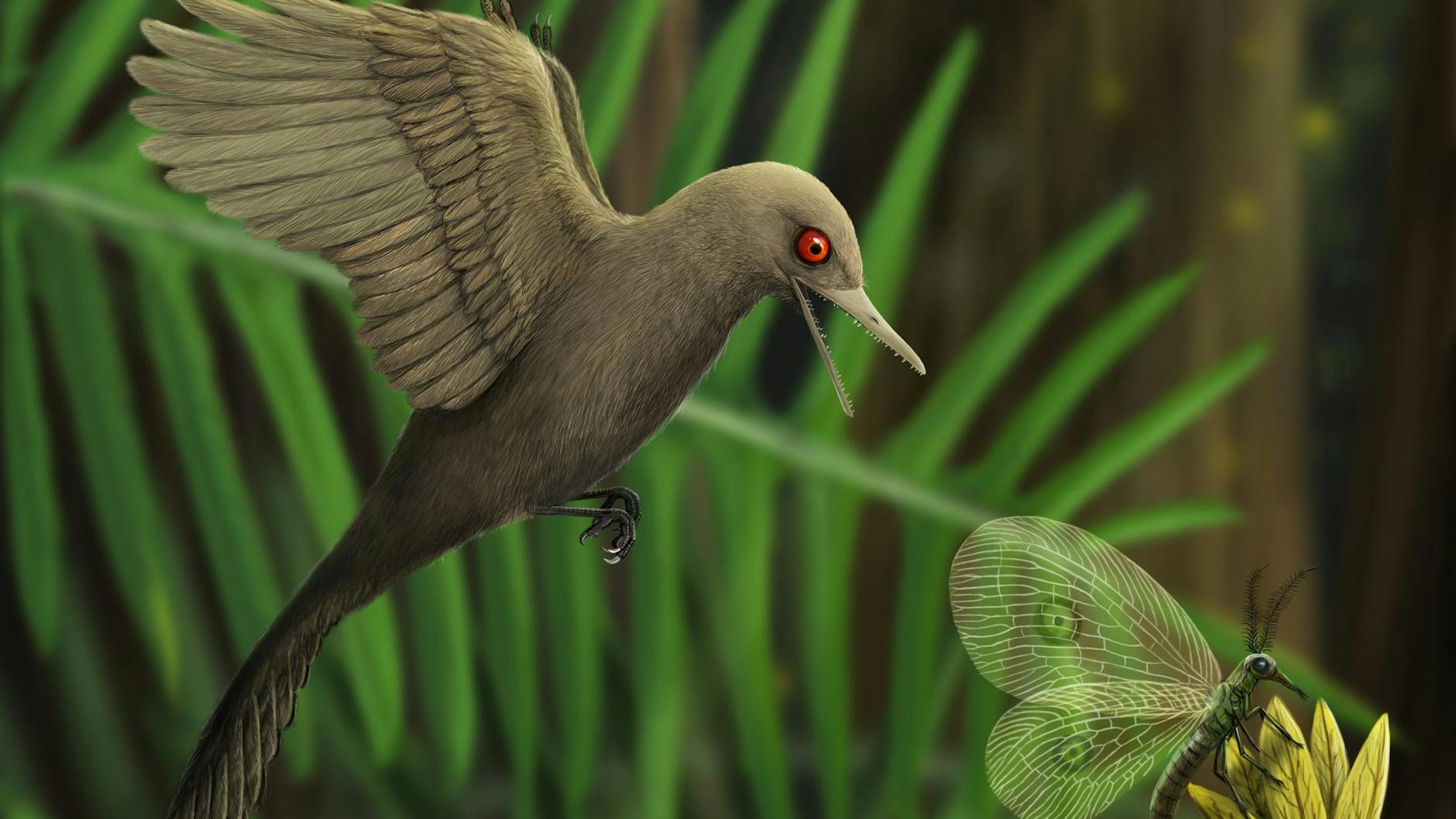 So könnte der winzige Urvogel <em>Oculudentavis khaungraae</em> ausgesehen haben.