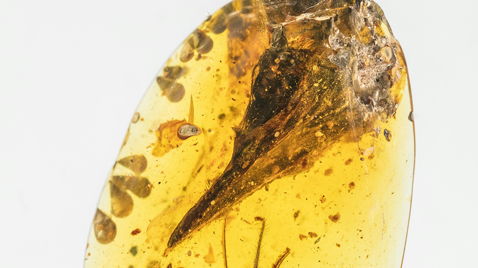 Winziger Urvogel-Schädel, konserviert in 99 Millionen Jahre altem Bernstein