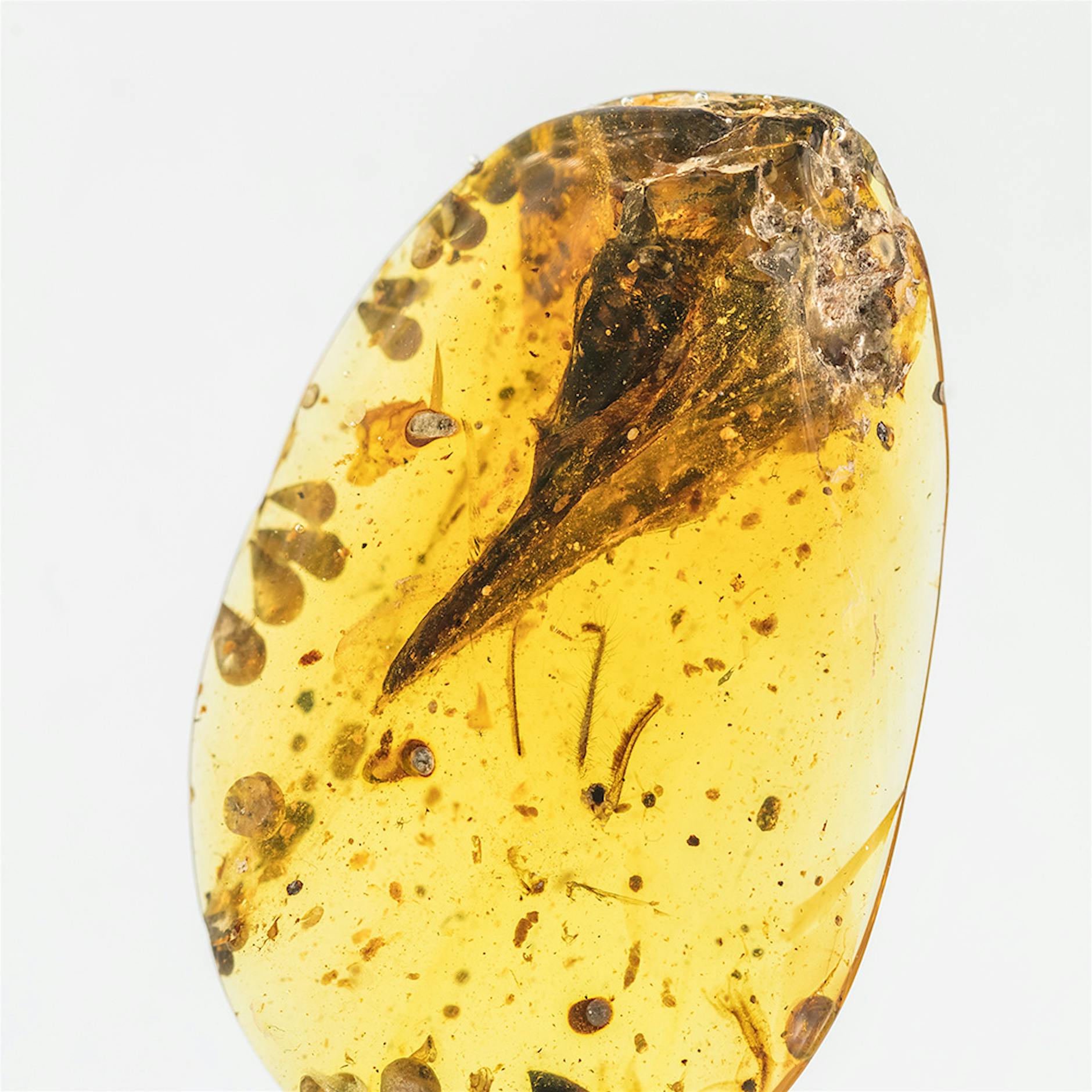 Schädel von winzigem Urvogel in Bernstein entdeckt