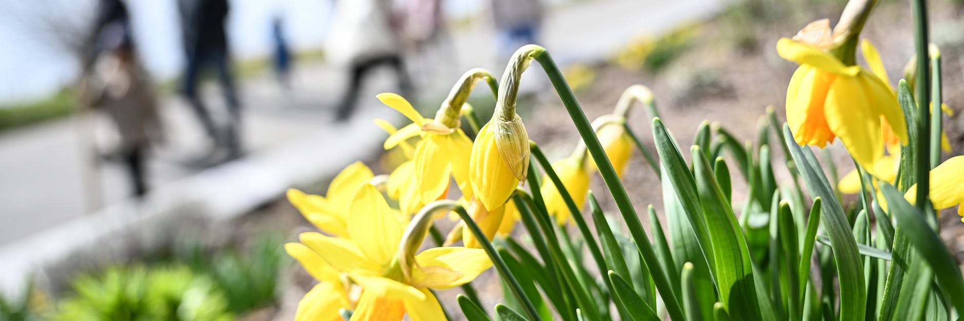 Osterglocken an einer Uferpromenade. Den Frühblühern könnte am Wochenende der Kältetod drohen.