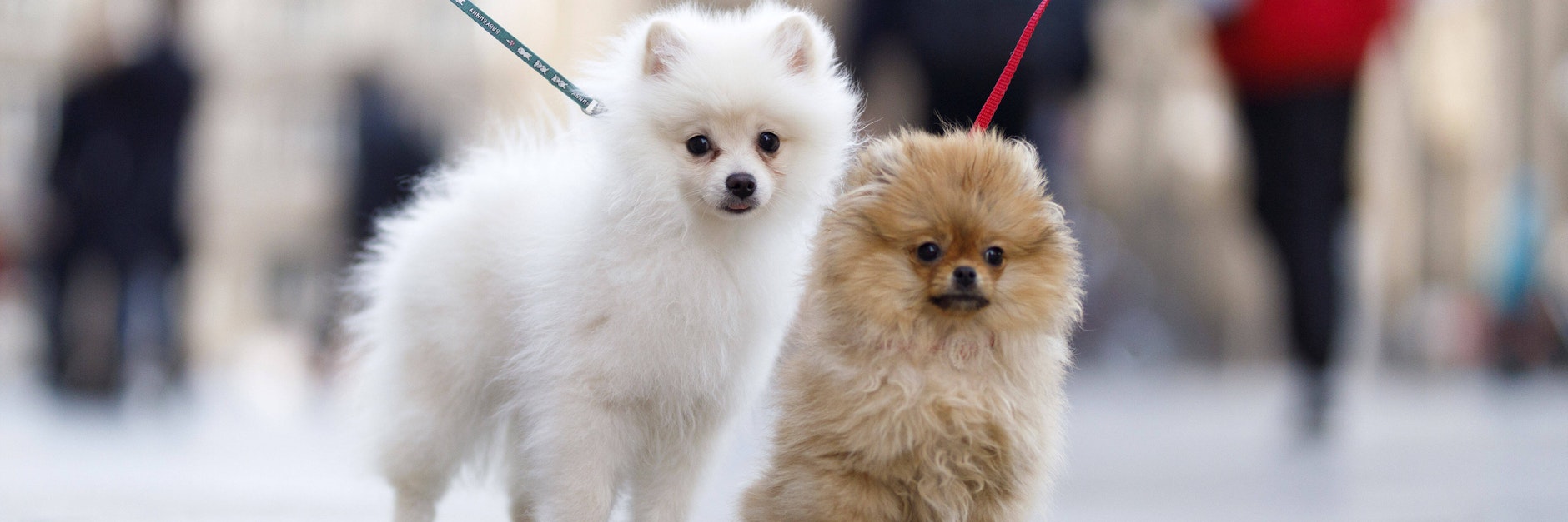 Viele Herrchen und Frauchen halten ihren Vierbeinern auch während der Corona-Krise die Treue.