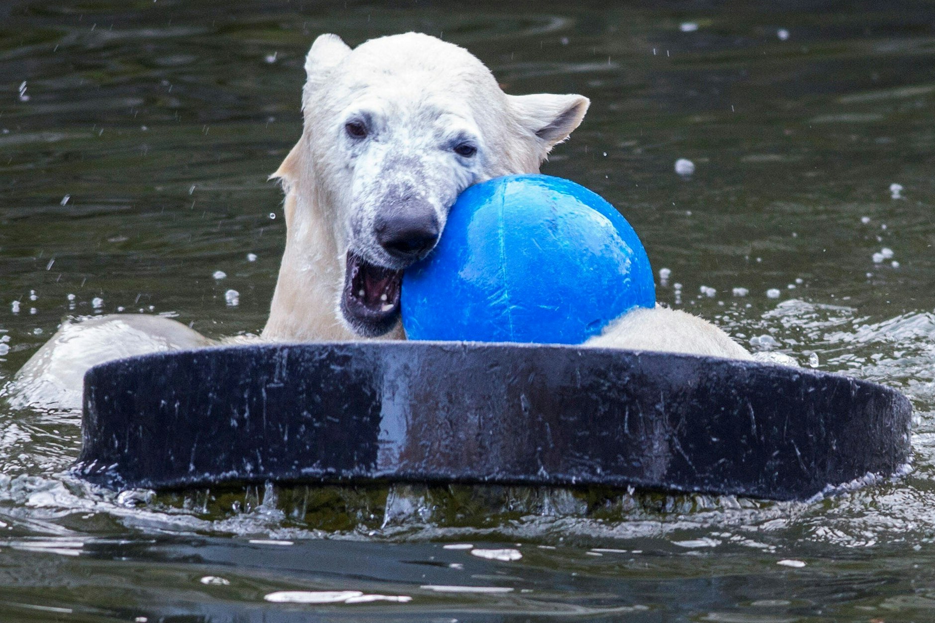 Eisbär-Mädel Hertha zeigt im Tierpark nun ohne Publikum, wie toll sie sich im Wasser mit Ball und Kunstscholle vergnügt.