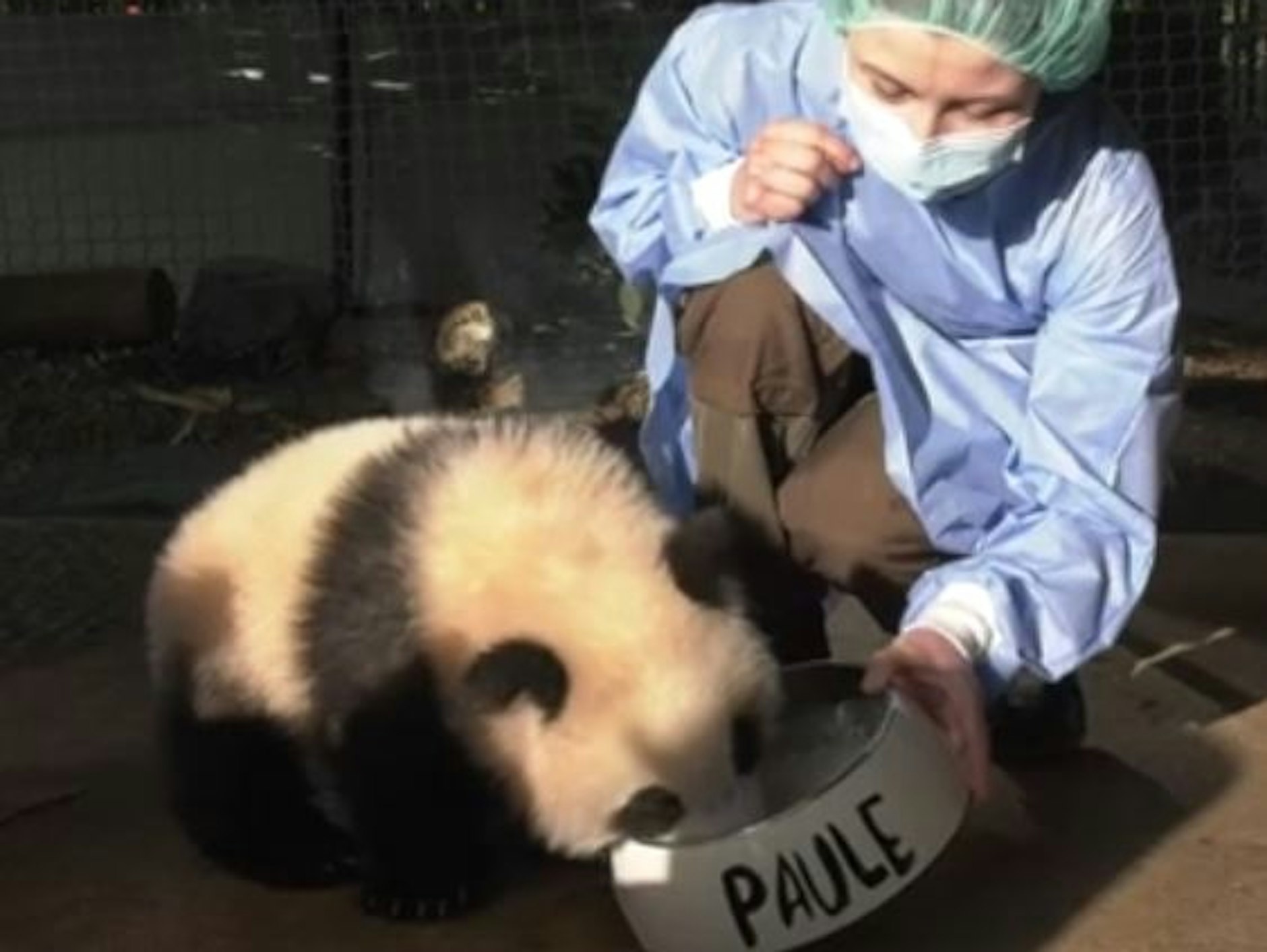 Panda-Kind Paule schlabbert  seine Milch&nbsp;statt aus der Flasche nun aus dem Näpfchen.