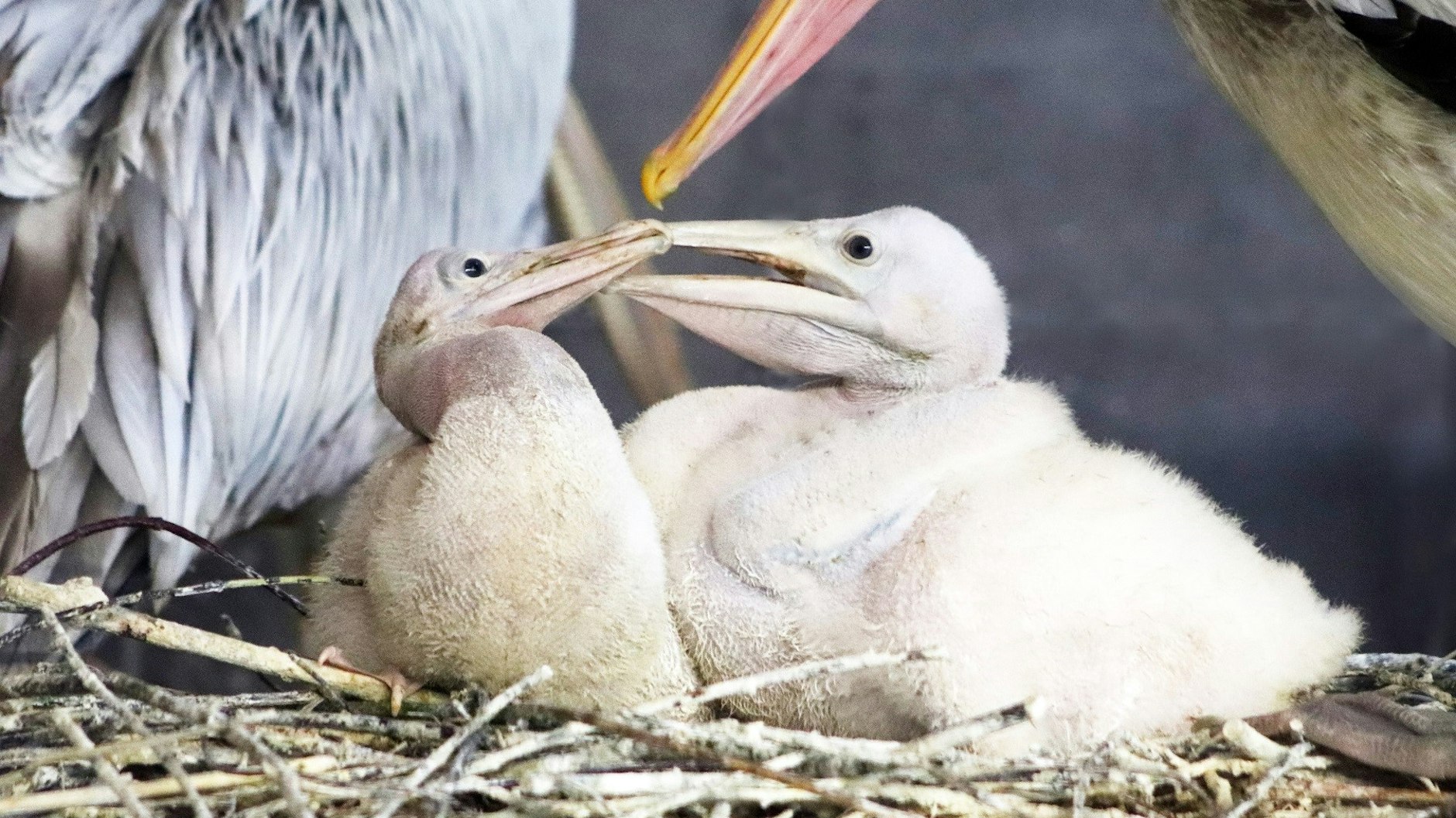 Fred und Frida heißt der Pelikan-Nachwuchs im Tierpark.