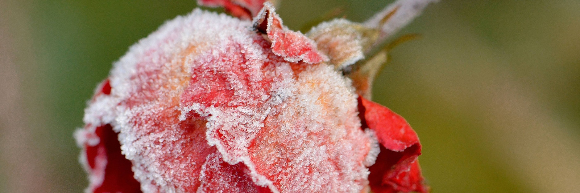 Eiskristalle an einer Rosenblüte: Den Pflanzen droht der Frosttod.