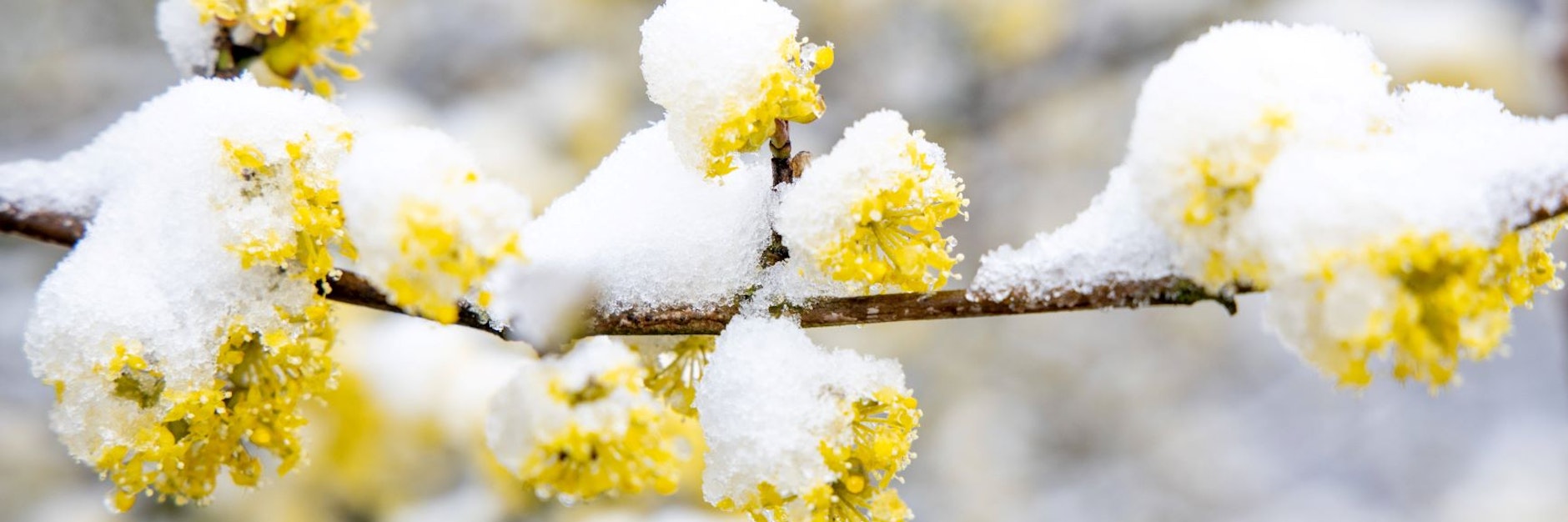 Erst dreht der Frühling auf, dann kehrt der Winter zurück.