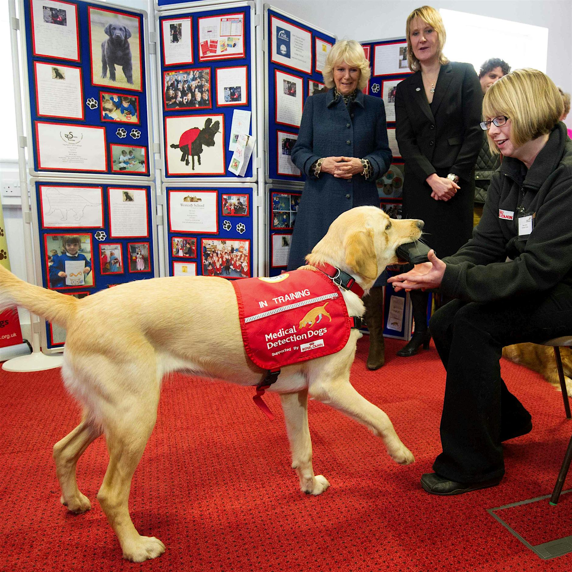 Hunde sollen Corona erschnüffeln