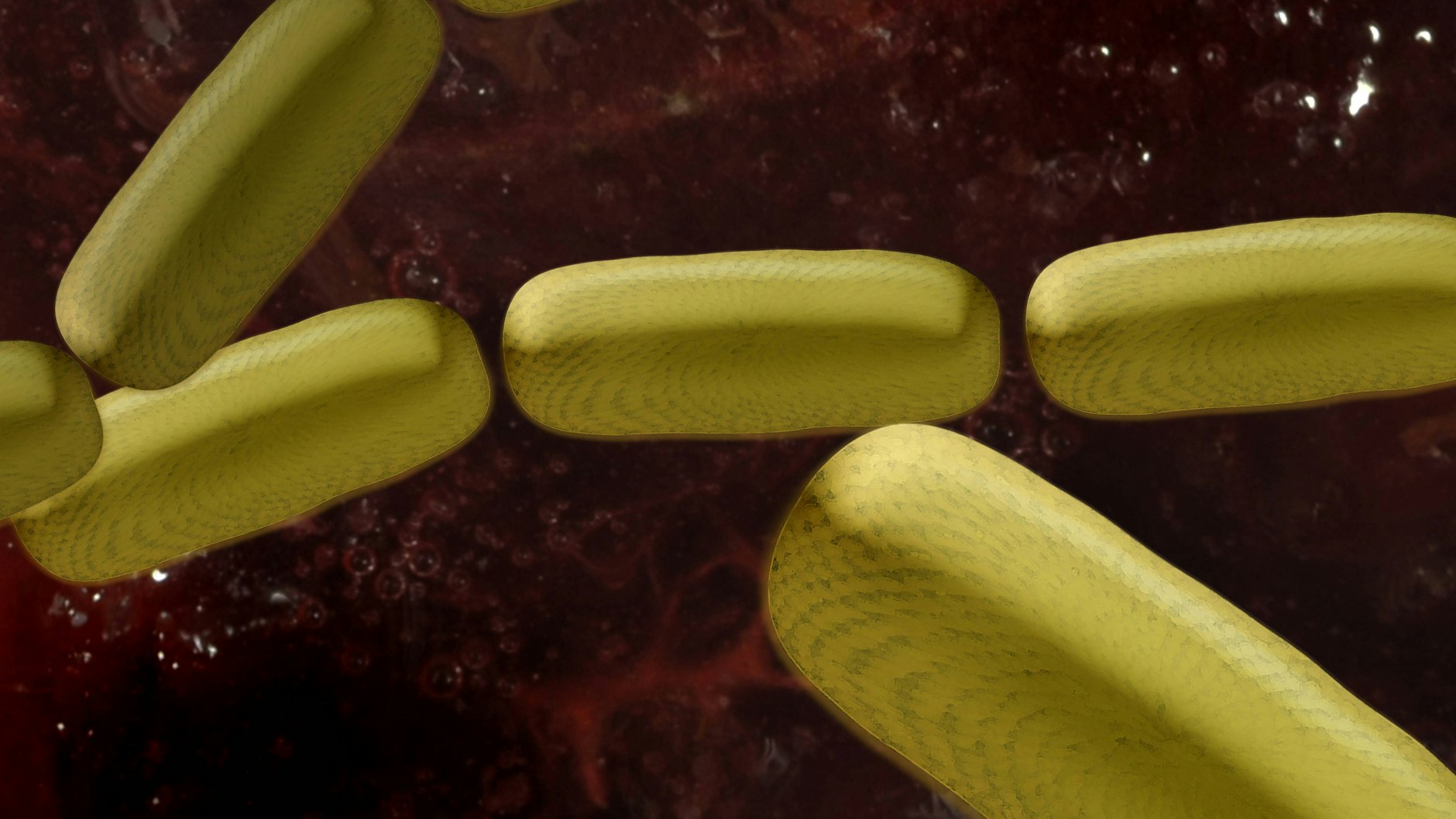 Die Studie konte den Einfluss eines bestimmten Bakteriums, namentlich pks+E. coli, auf den Darm nachweisen.&nbsp;