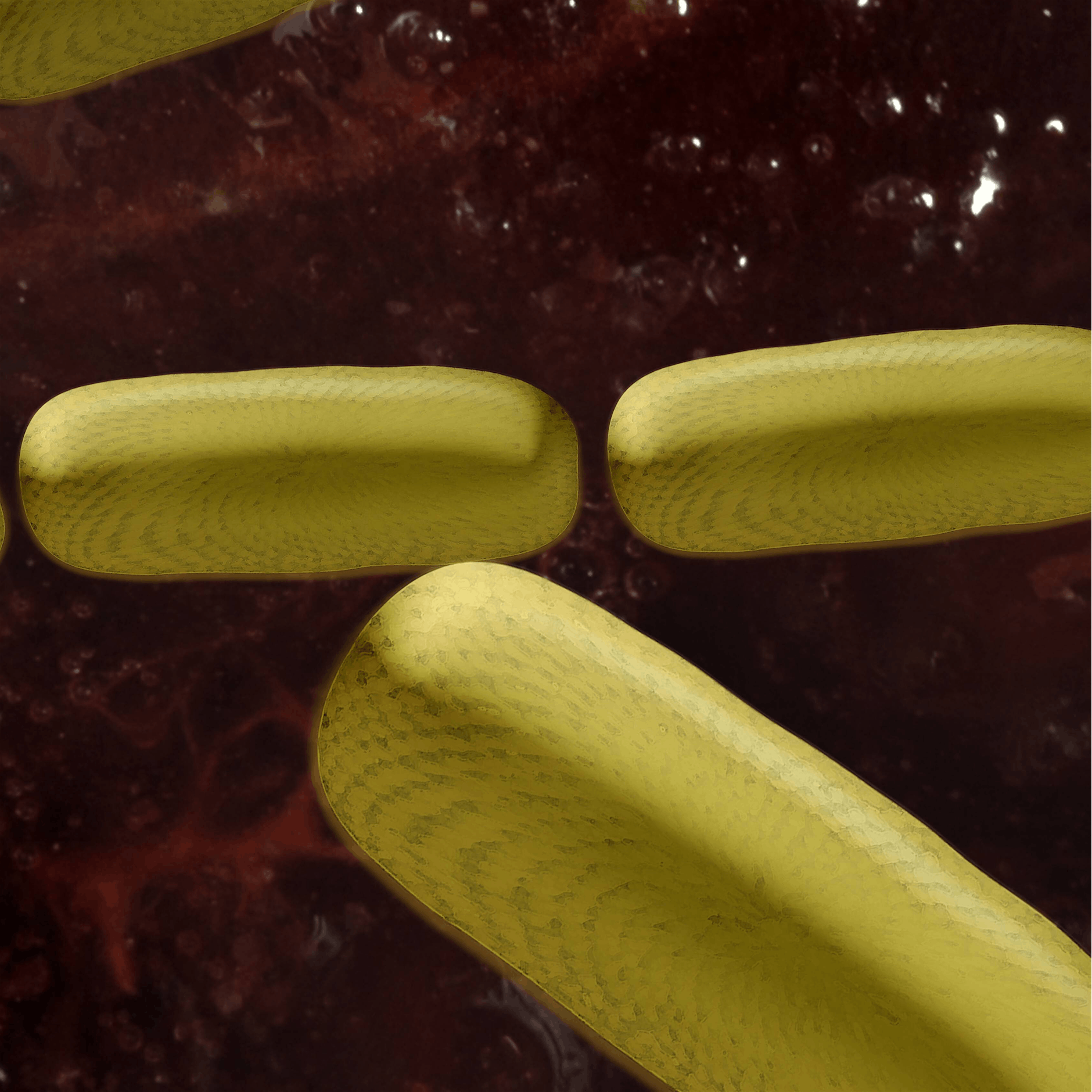 Darmbakterium setzt krebserregende Substanz frei