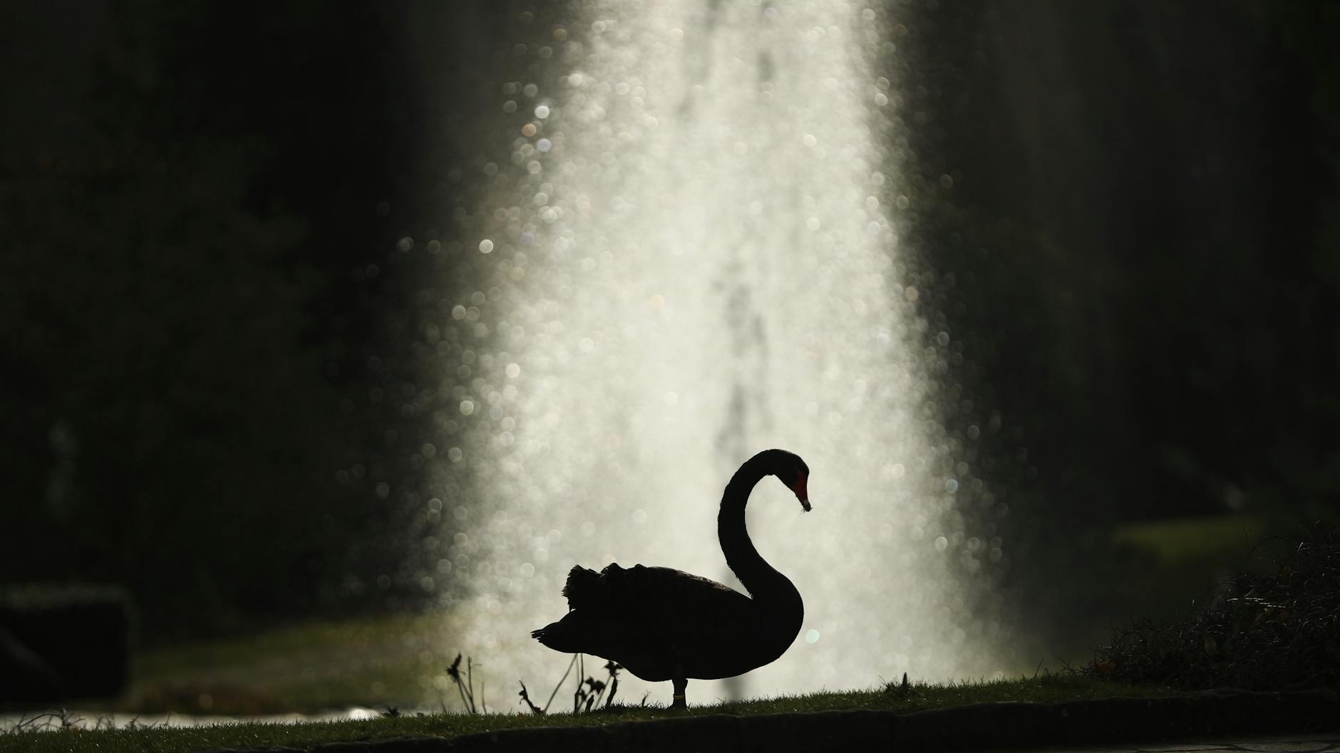 „Schwarzer Schwan“: Das Bild steht für einen drohenden Absturz, nachdem es an den Börsen und in der Wirtschaft lange nur aufwärts gegangen ist.