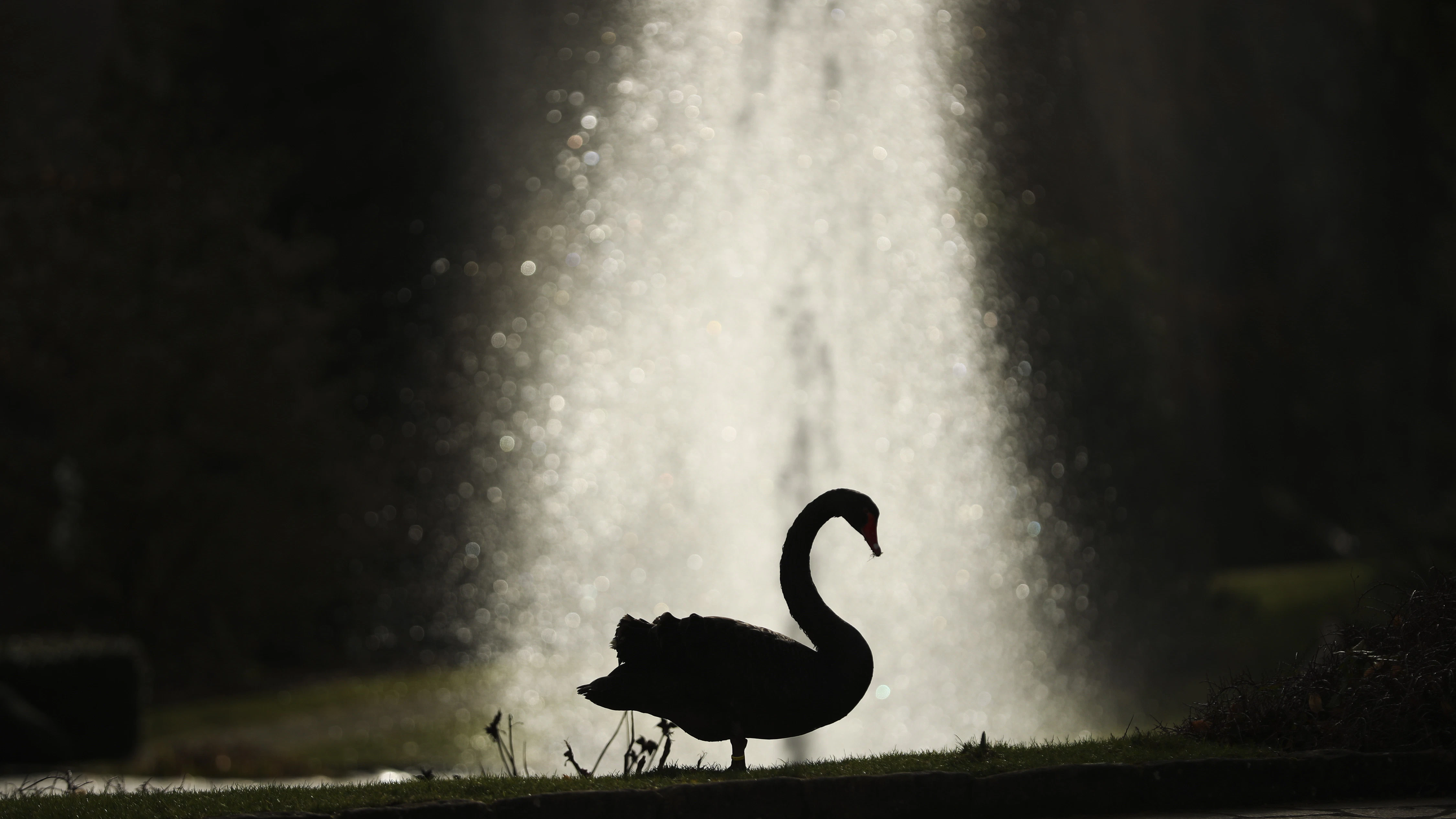 „Schwarzer Schwan“: Das Bild steht für einen drohenden Absturz, nachdem es an den Börsen und in der Wirtschaft lange nur aufwärts gegangen ist.