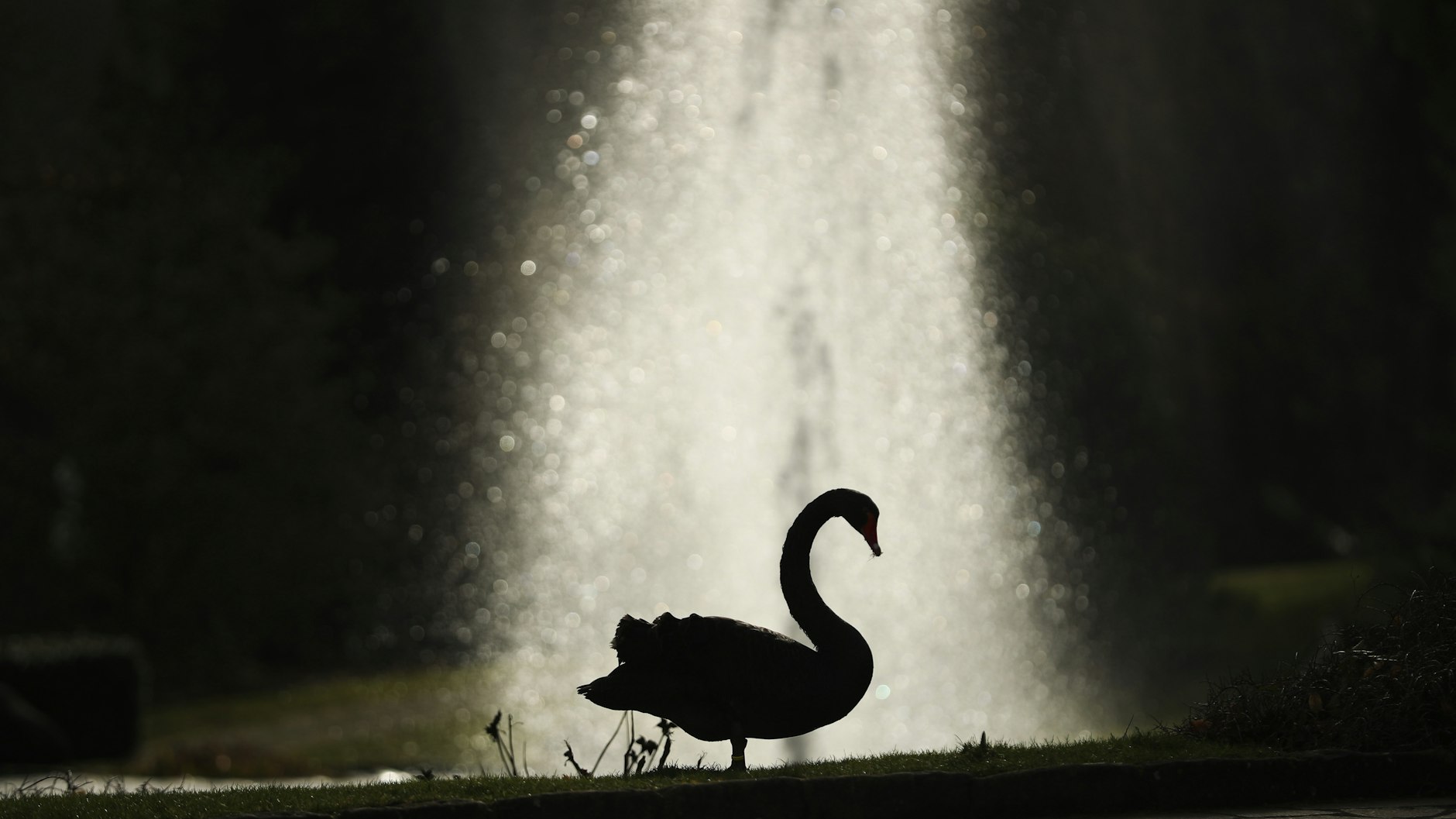 „Schwarzer Schwan“: Das Bild steht für einen drohenden Absturz, nachdem es an den Börsen und in der Wirtschaft lange nur aufwärts gegangen ist.