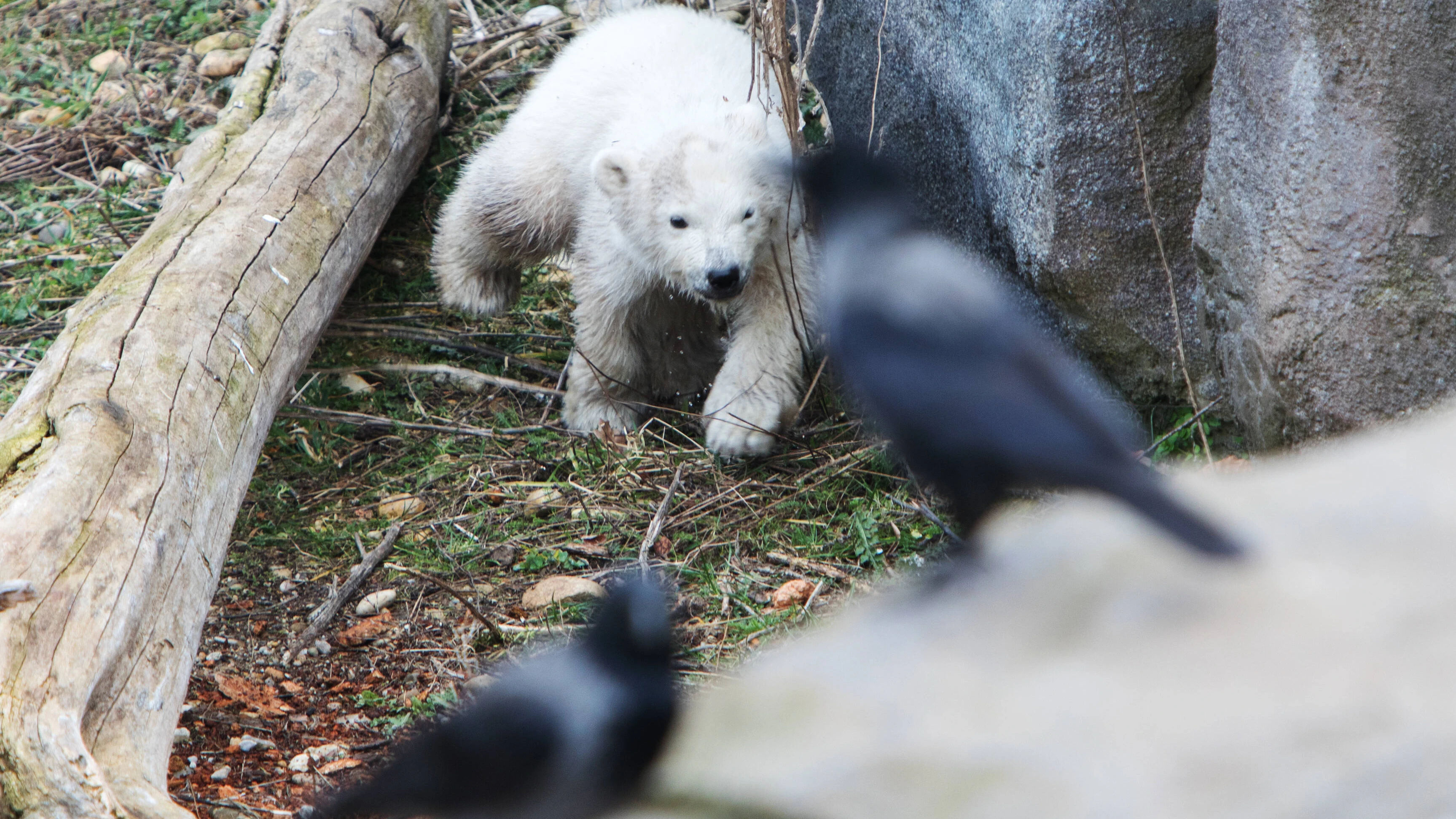 In 30, 40 Jahren könnte es keine wilden Eisbären mehr geben.