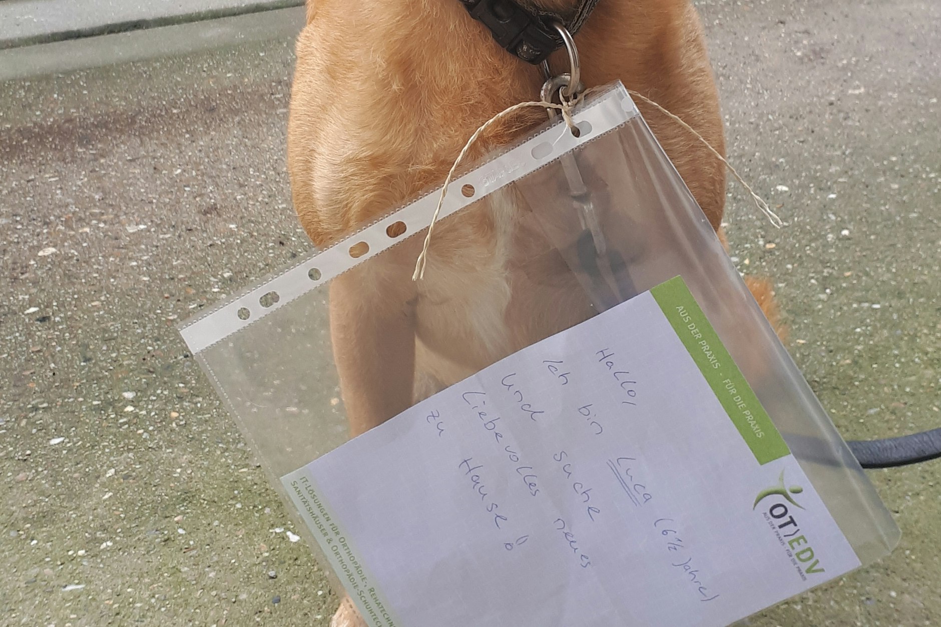 Mit dem Schild am Hals wurde Luca in der Lichtenberger Bietzkestraße ausgesetzt.