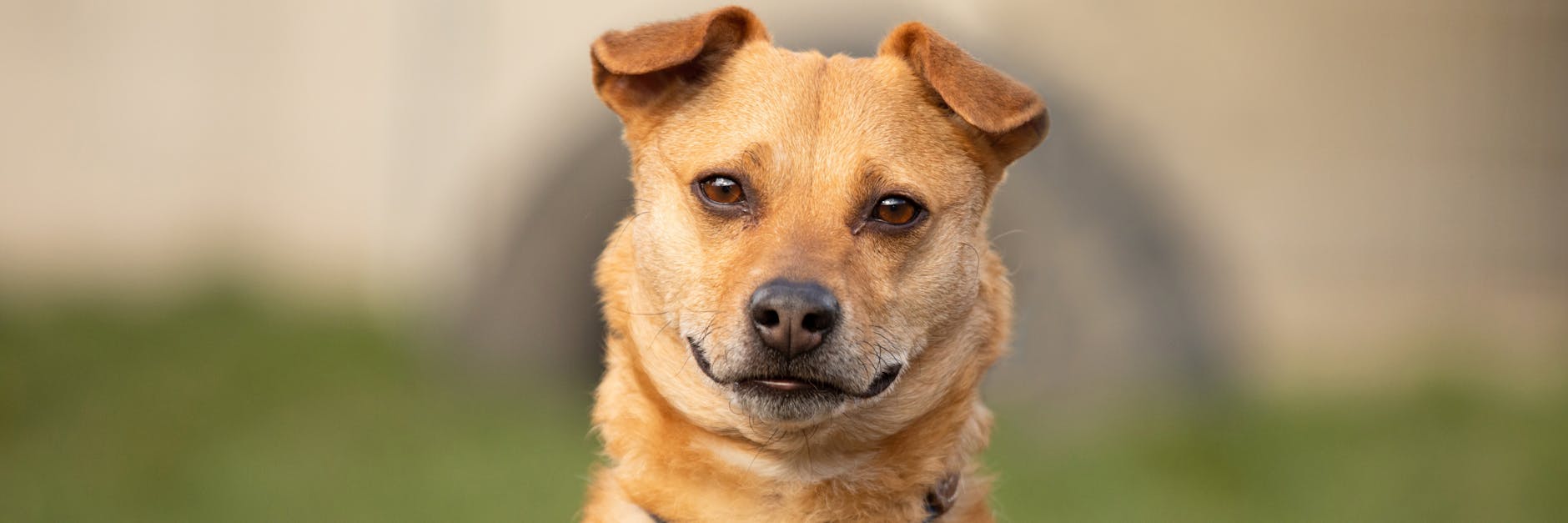 Luca sucht beim Auslauf im Tierheim immer wieder nach seinem Herrchen oder Frauchen.