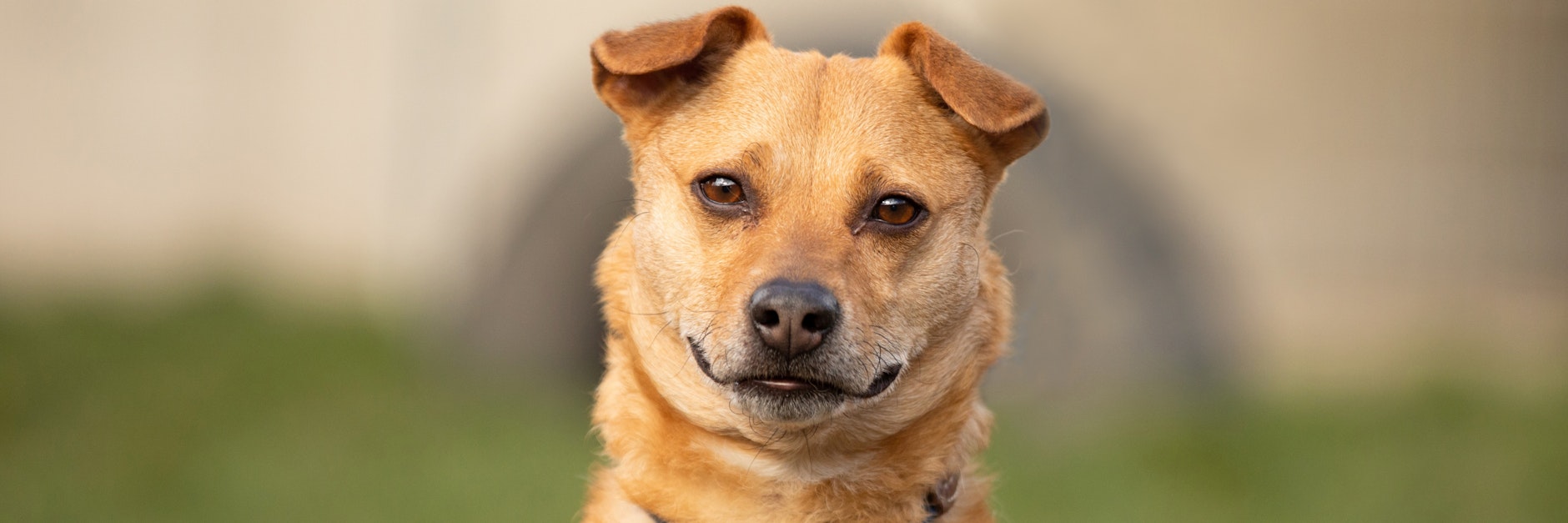 Luca sucht beim Auslauf im Tierheim immer wieder nach seinem Herrchen oder Frauchen.