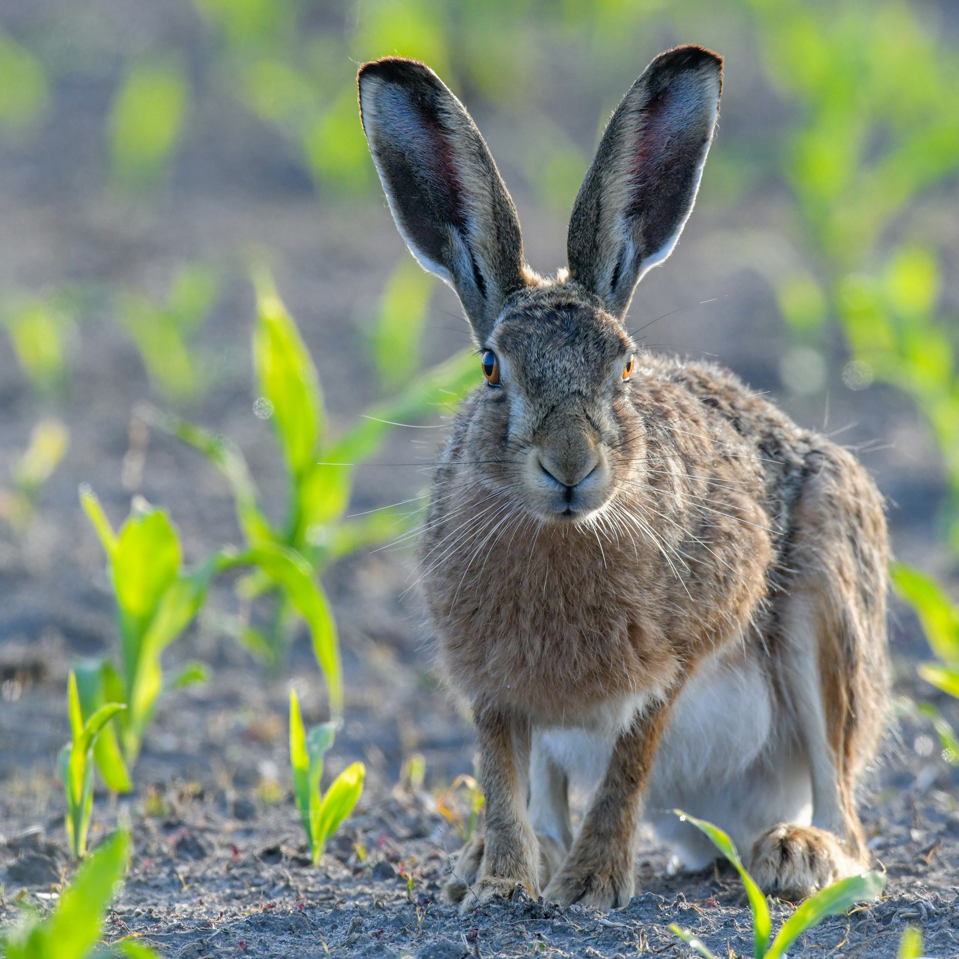 Mein Name ist Hase, genauer Feldhase. Oder auch Lepus europaeus. Manche glauben, dass ich zu Ostern Eier bemale und ausliefere. Nun ja ...&nbsp;