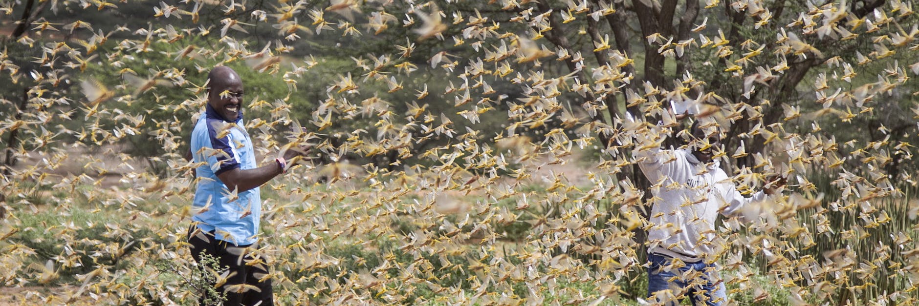 Katastrophenschutzmitarbeiter machen sich in Kenia ein Bild von der Plage.