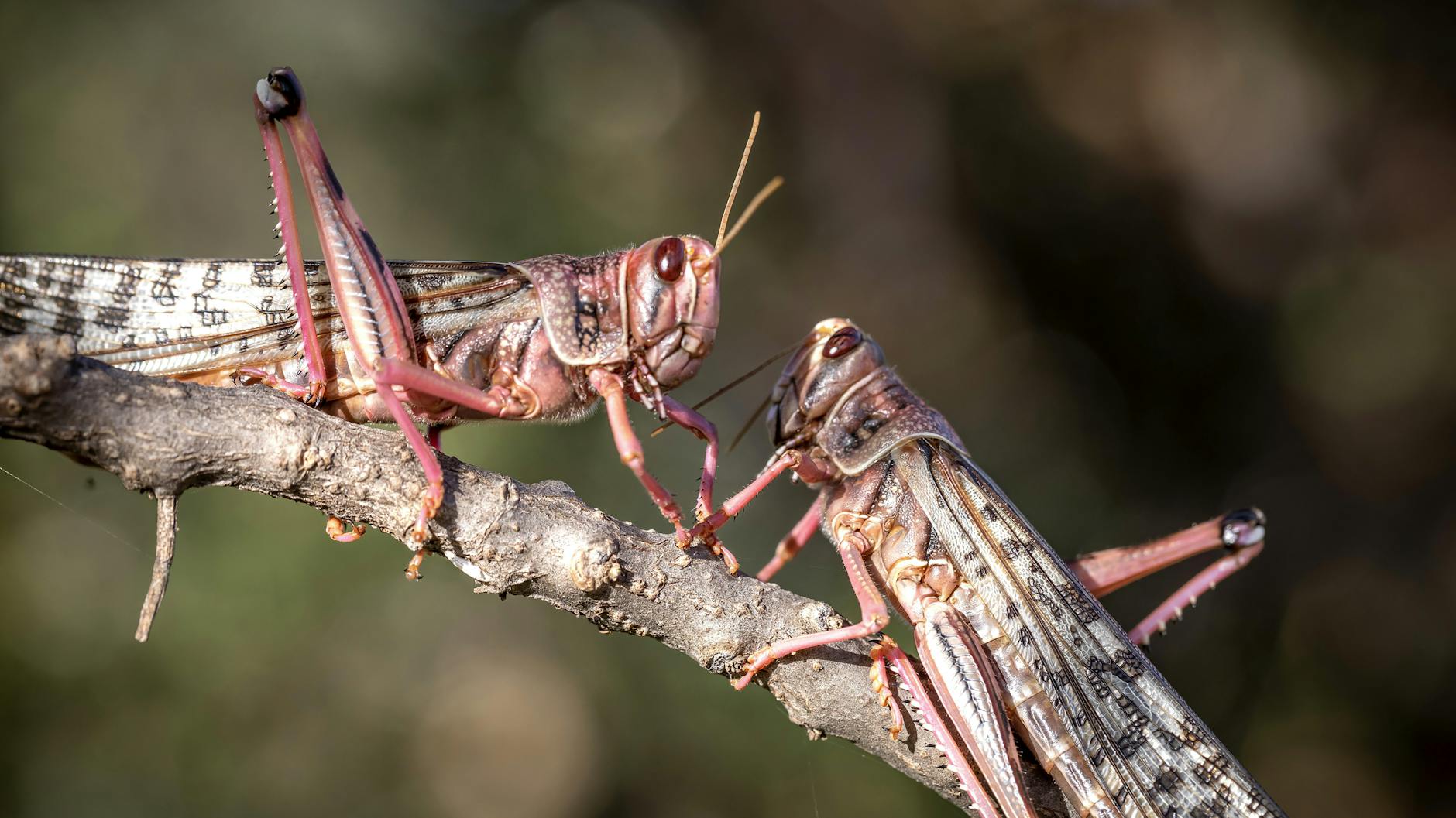 Zwei Wüstenheuschrecken sitzen auf einem Ast. Sie zerstöhren unmengen an Nahrungsmitteln.