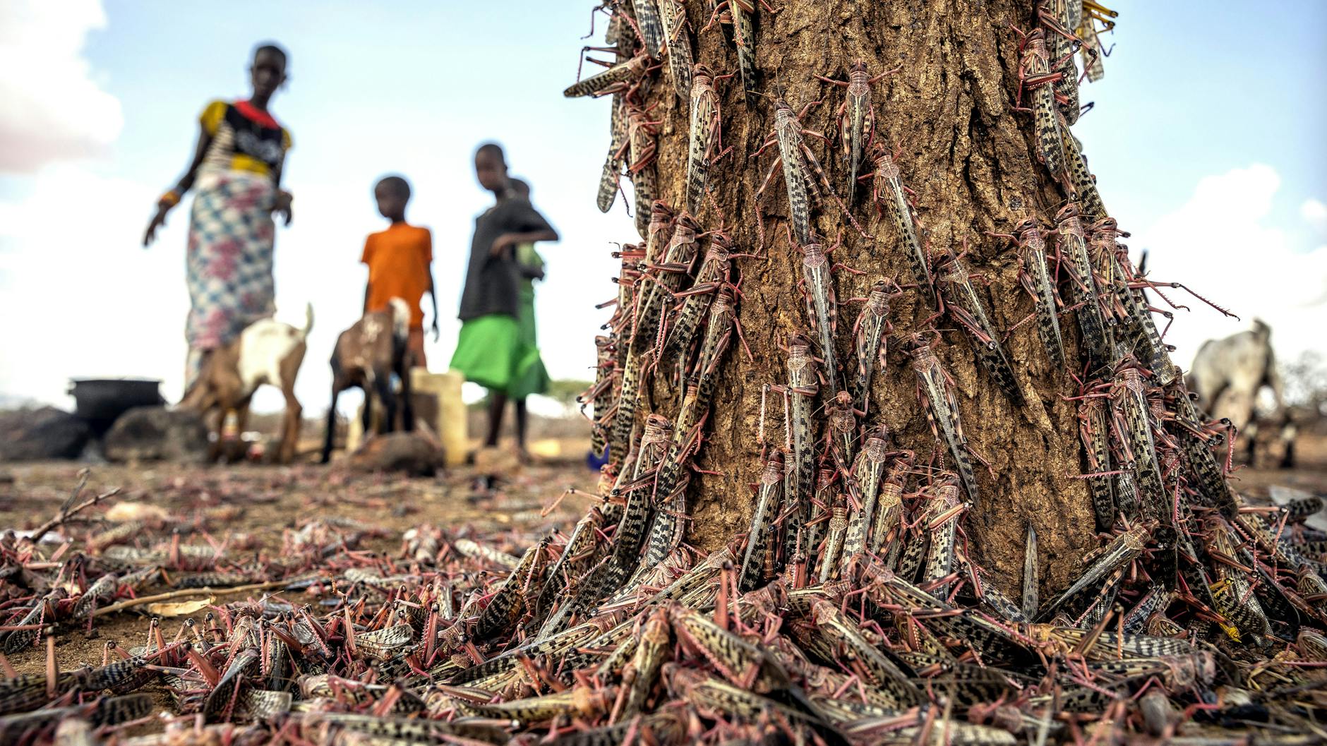 Auch Kenia ist von der Plage betroffen: Heuschrecken bedecken Böden und Pflanzen.
