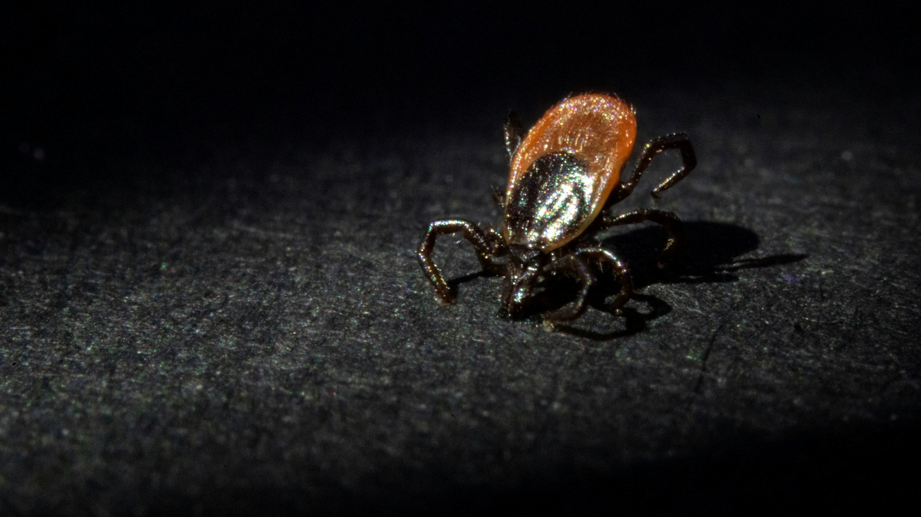 Zecken sind klein und lauern meist im Gras auf ihre Opfer.