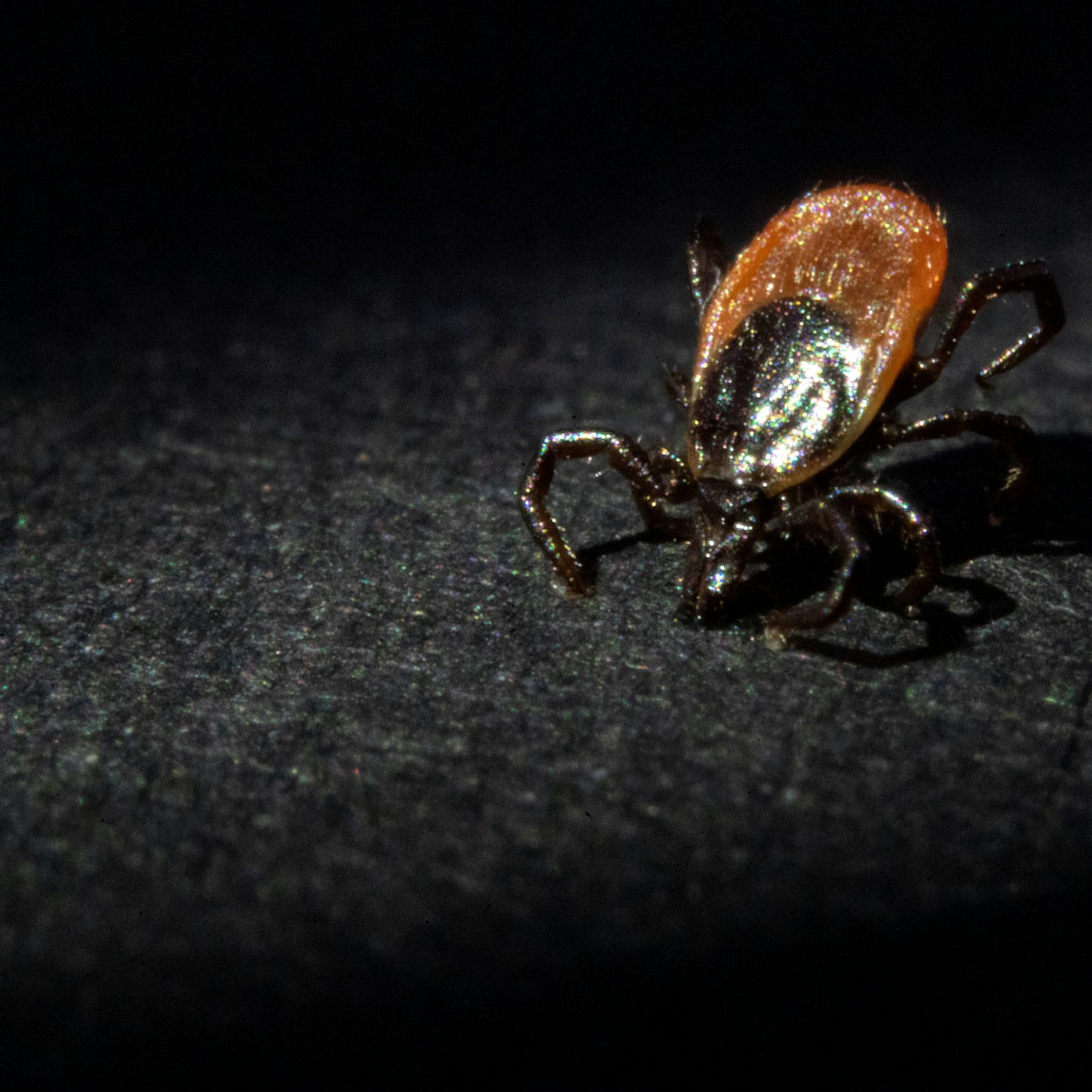 Zecken halten keinen Abstand: Berliner Biologe rechnet mit mehr Stichen