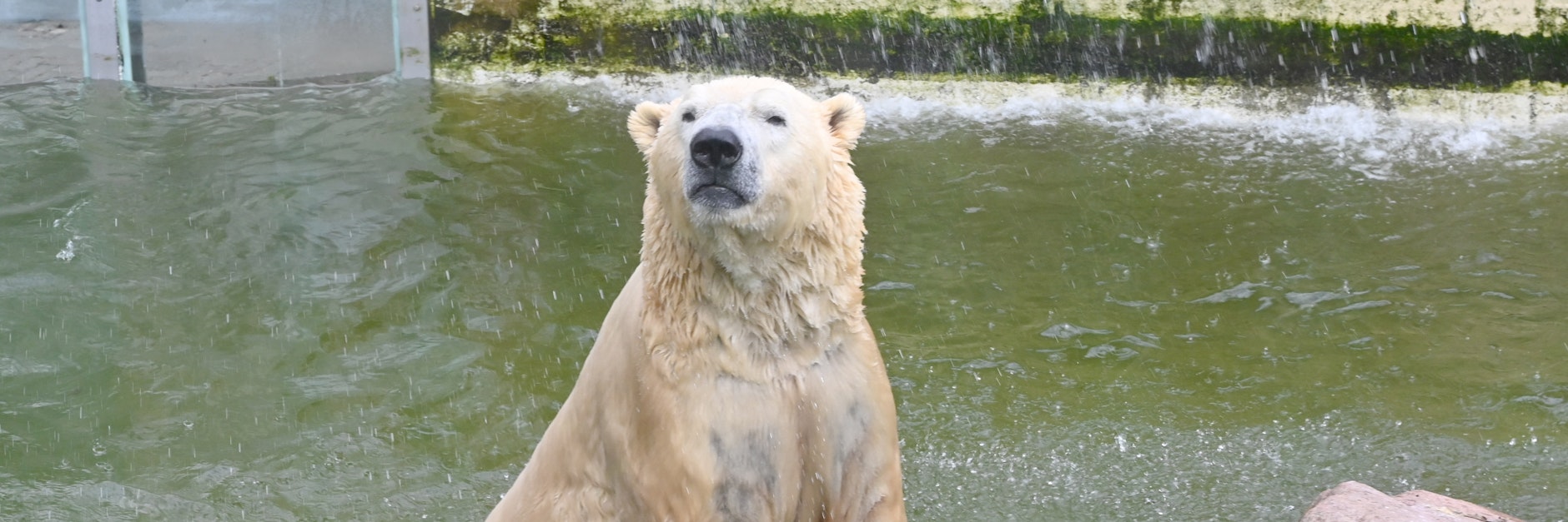 Eisbär Vitus, Deutschland größter Eisbär und Vater vom Berlins Eisbären Knut, schwimmt in seinem Becken.
