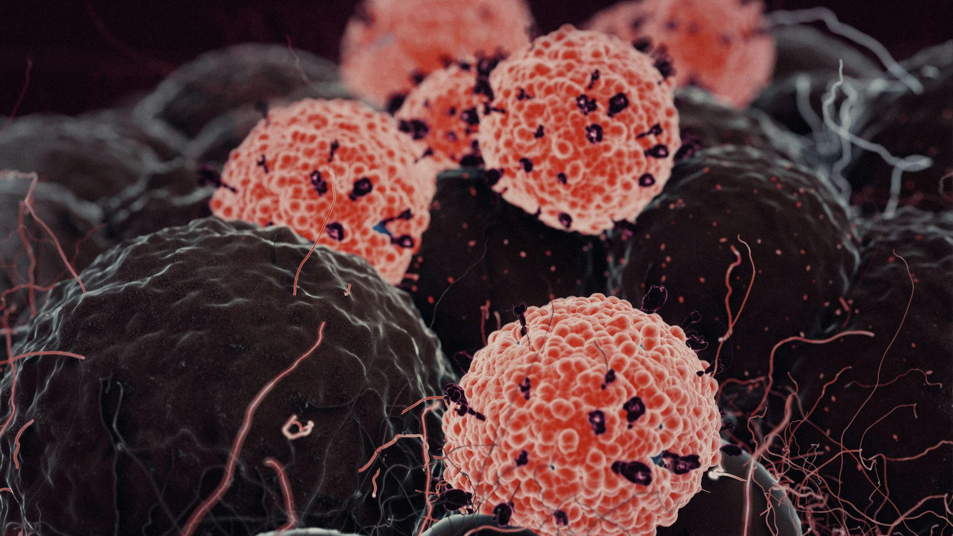 Einblick mithilfe eines Rasterelektronenmikroskops: Die Erreger Sars-CoV-2 attackieren menschliche Zellen. Antikörper könnten die Viren abfangen.