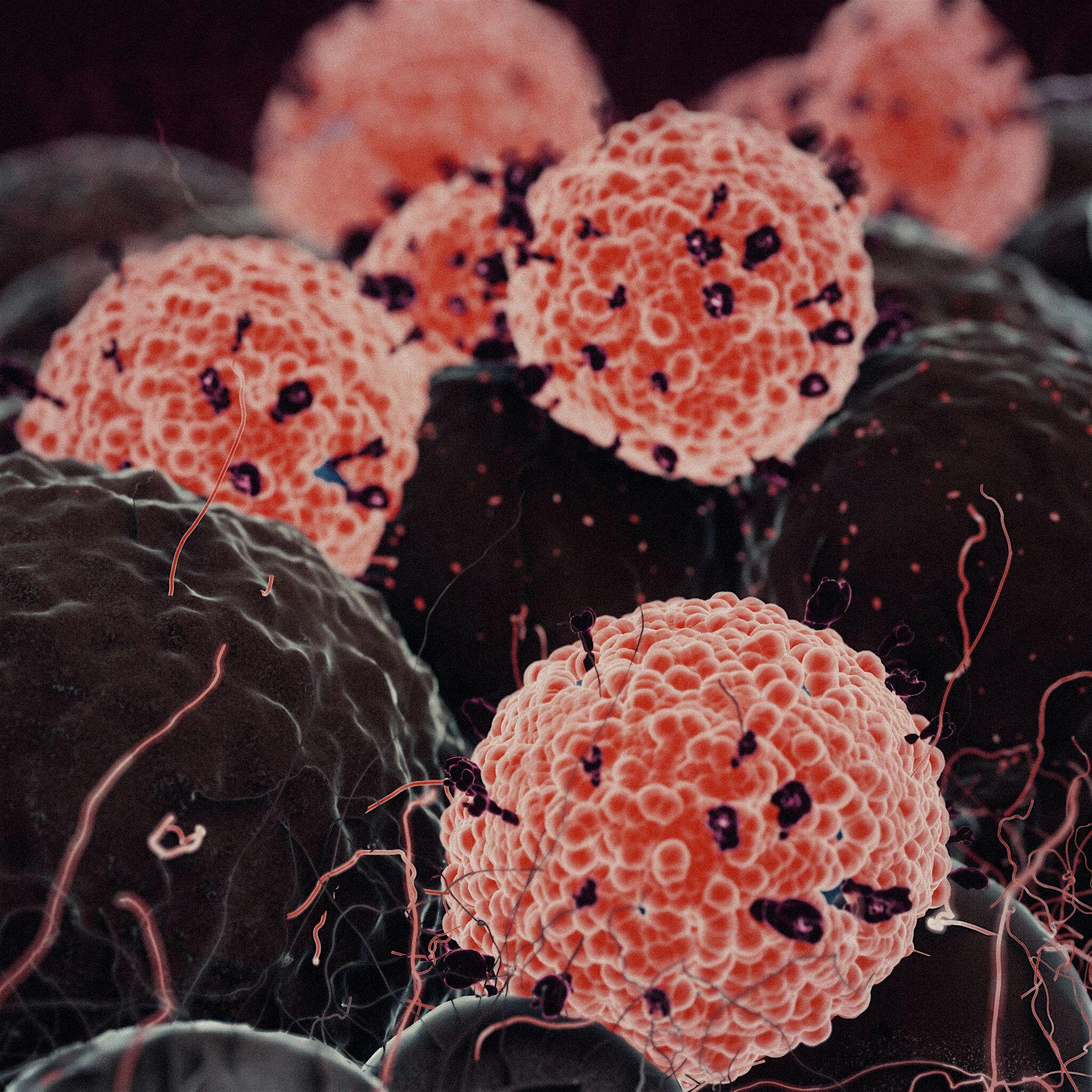 Corona-Tests: Die Suche nach den richtigen Antikörpern