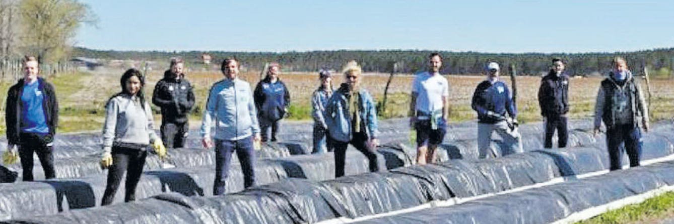 Hertha-Mitarbeiter bei der Spargel-Ernte.