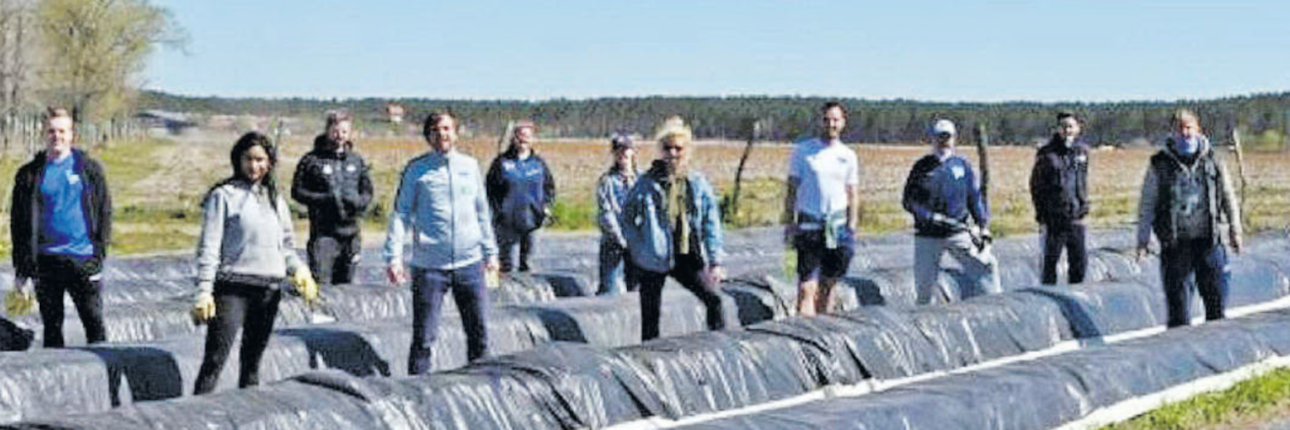 Hertha-Mitarbeiter bei der Spargel-Ernte.