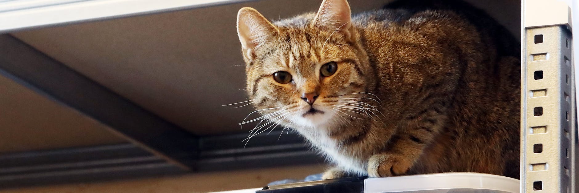 Mieze Ela versteckt sich momentan noch gern – aber wenn die Schüchternheit abgelegt ist, klappt’s sicher auch irgendwann mit der Mäusejagd.