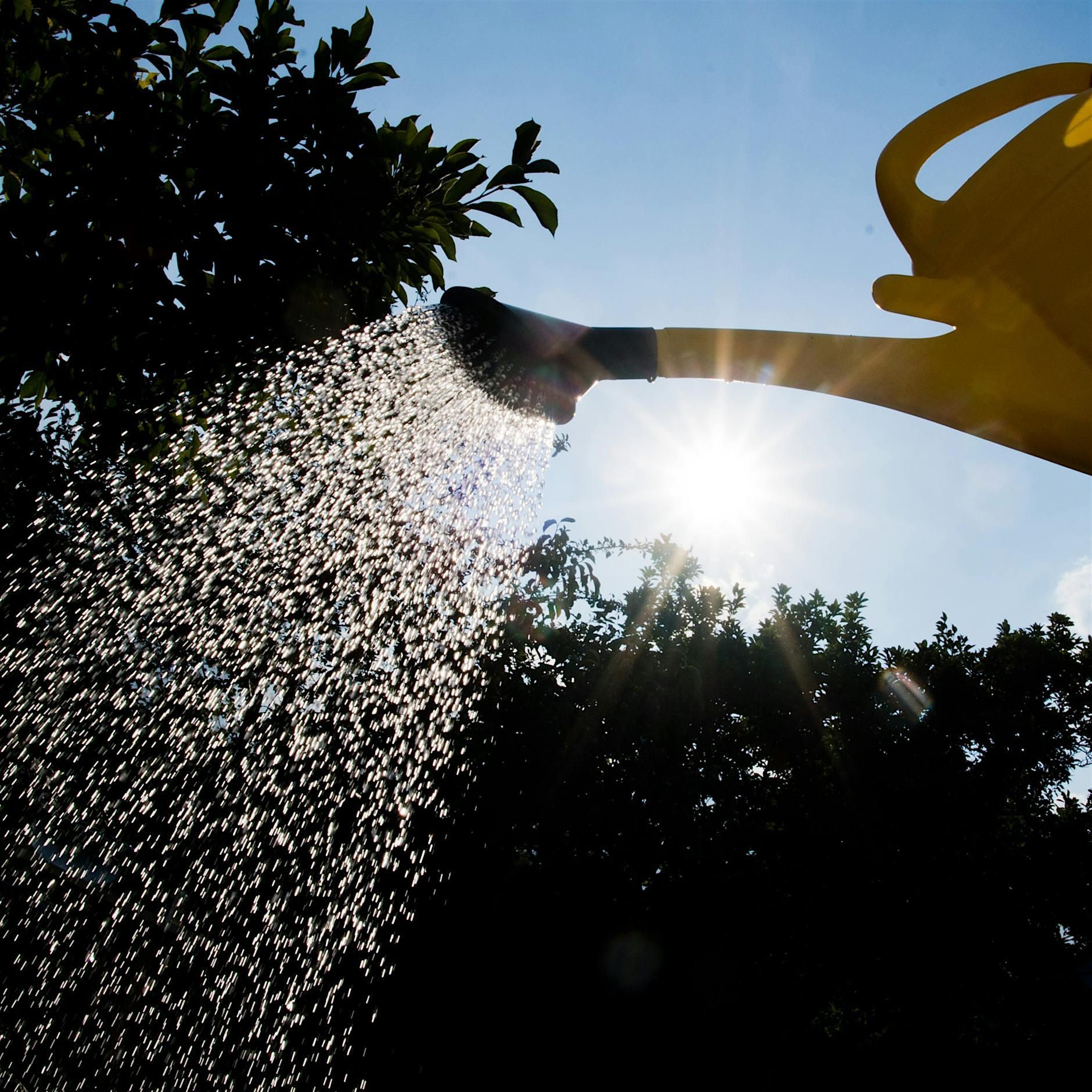 Dürre: Bezirke rufen Berliner zum Wässern von Bäumen auf