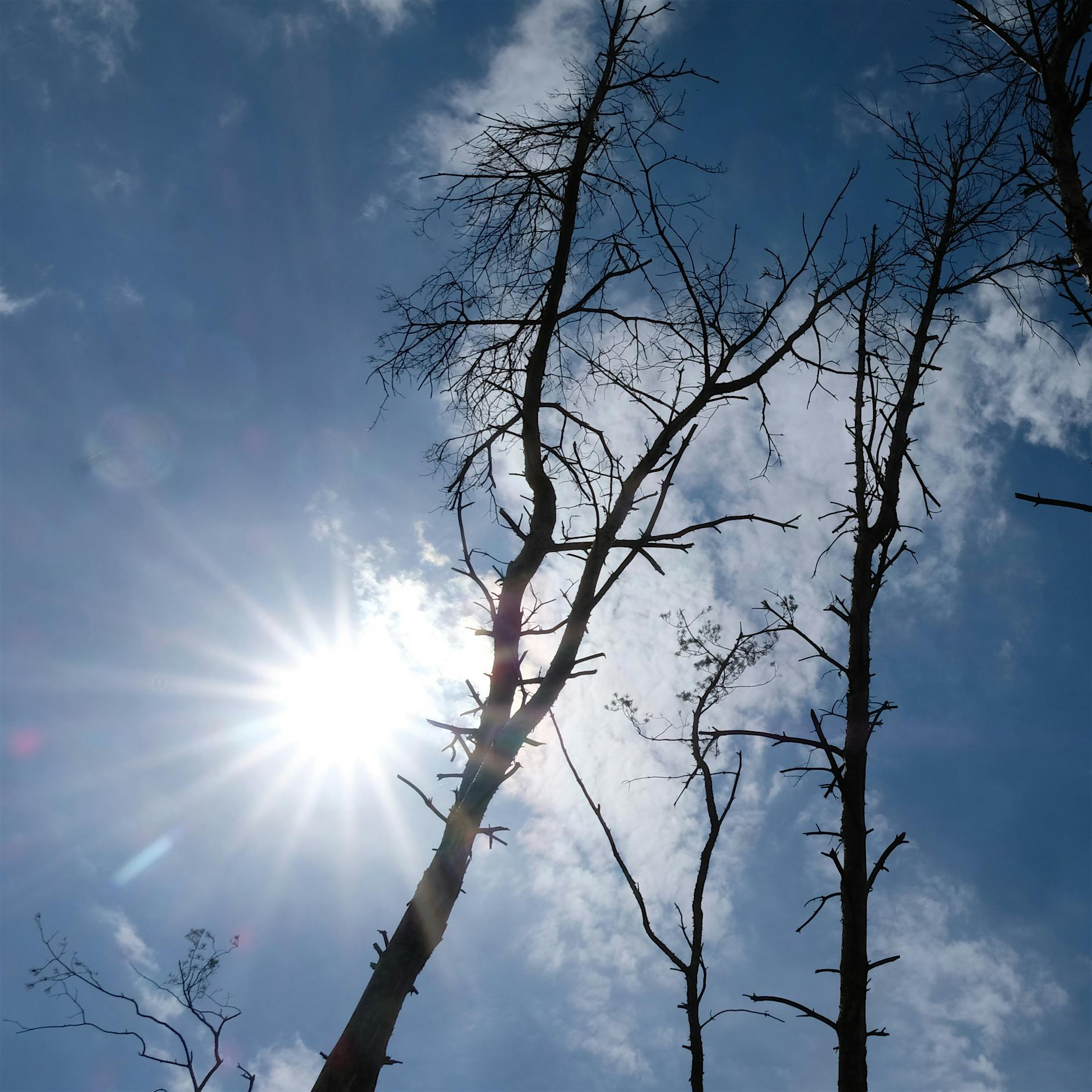 Sorge um Berlins Bäume
