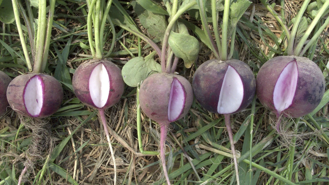 Purple Plum heißt diese Radieschensorte. Die Knollen sind kugelrund und innen violett.&nbsp;