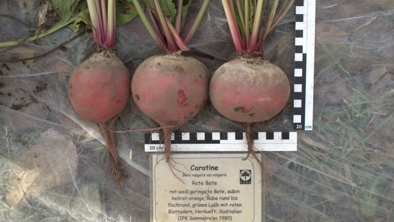 Die Rote-Bete-Sorte  Carotine ist innen rot-weiß geringelt.&nbsp;