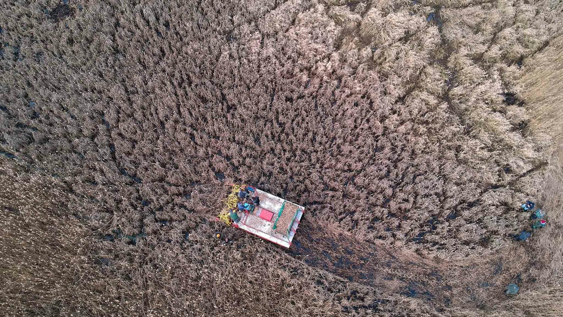 Die Erntemaschine auf ihrem Weg durch die Rohrkolbenwiese