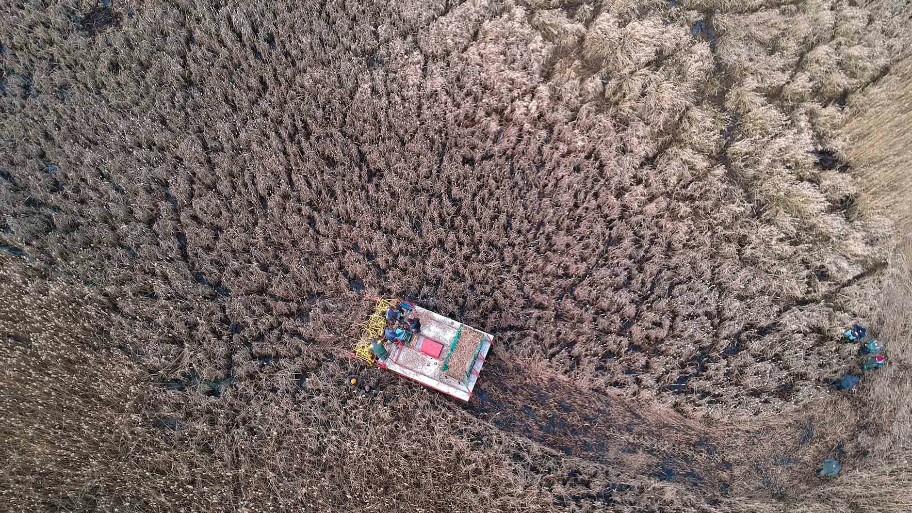 Die Erntemaschine auf ihrem Weg durch die Rohrkolbenwiese