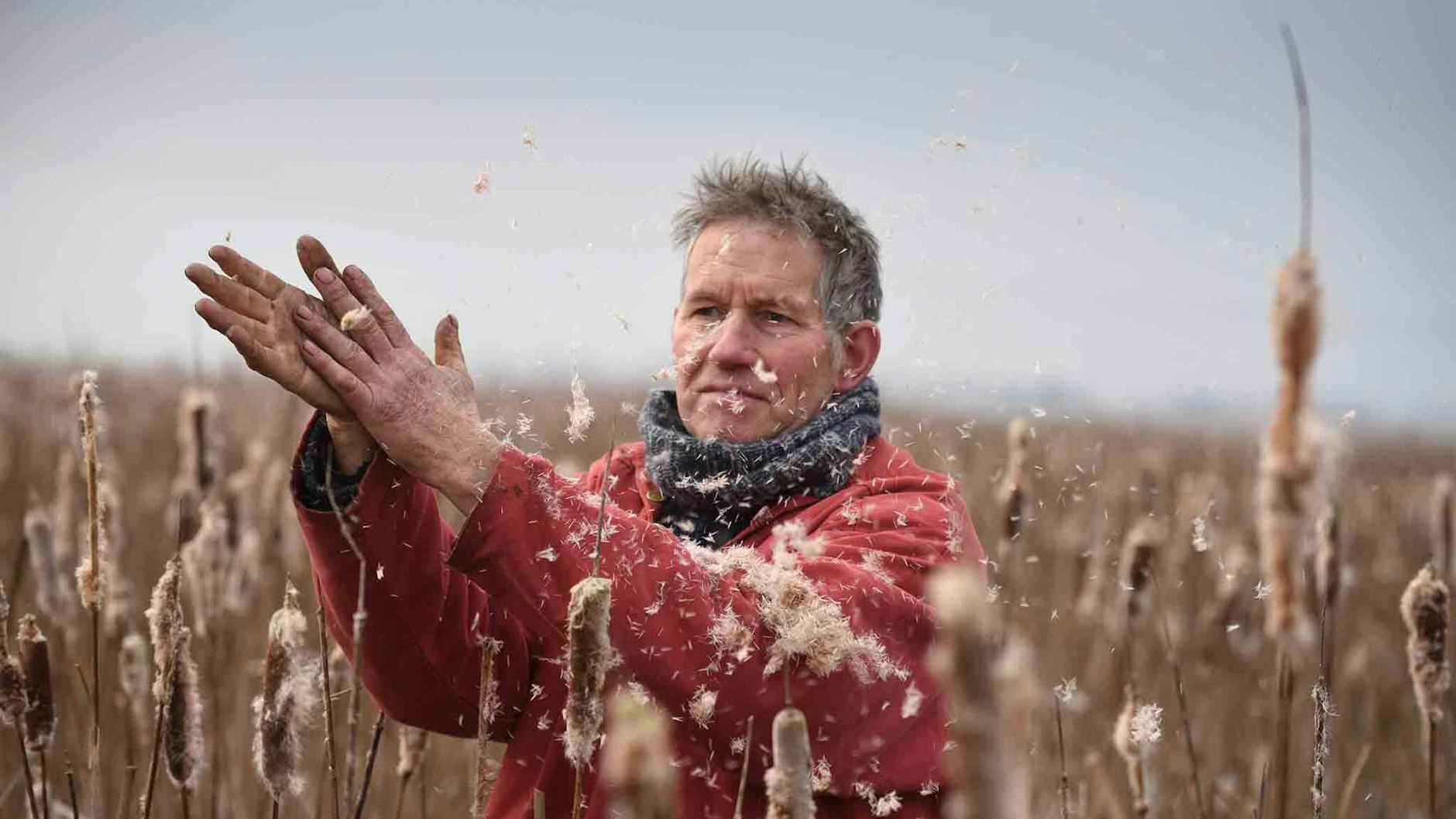 Aldert van Weeren in seiner Rohrkolbenwiese im Anklamer Stadtbruch.
