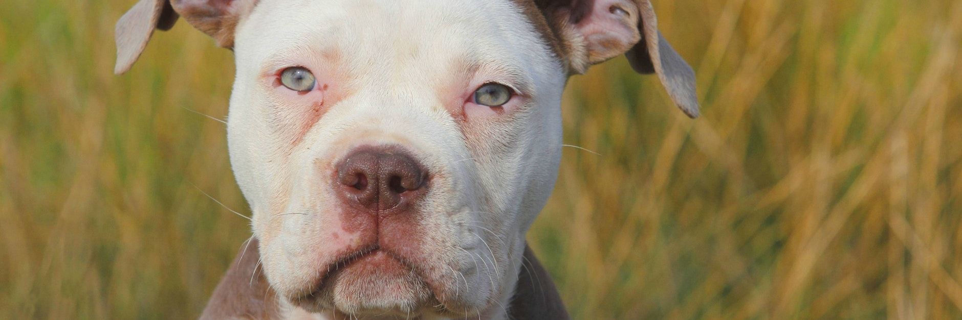 Ein Hund der Rasse&nbsp;Old English Bulldog (Symbolbild).