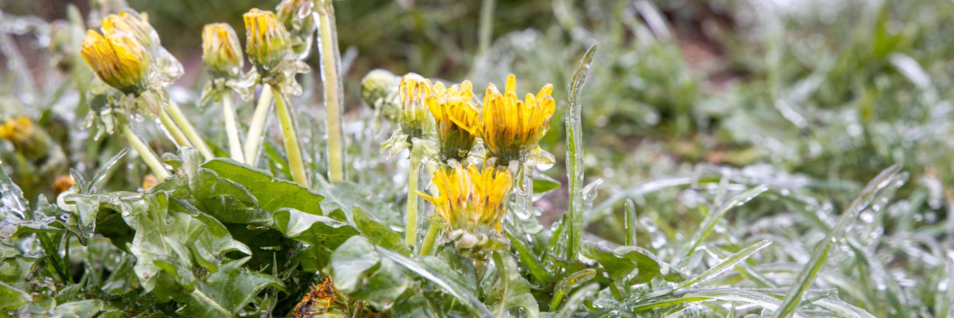 Pünktlich zu den Eisheiligen zeigt sich die Natur wieder winterlich. Doch die Temperaturen sollen bald wieder anziehen.