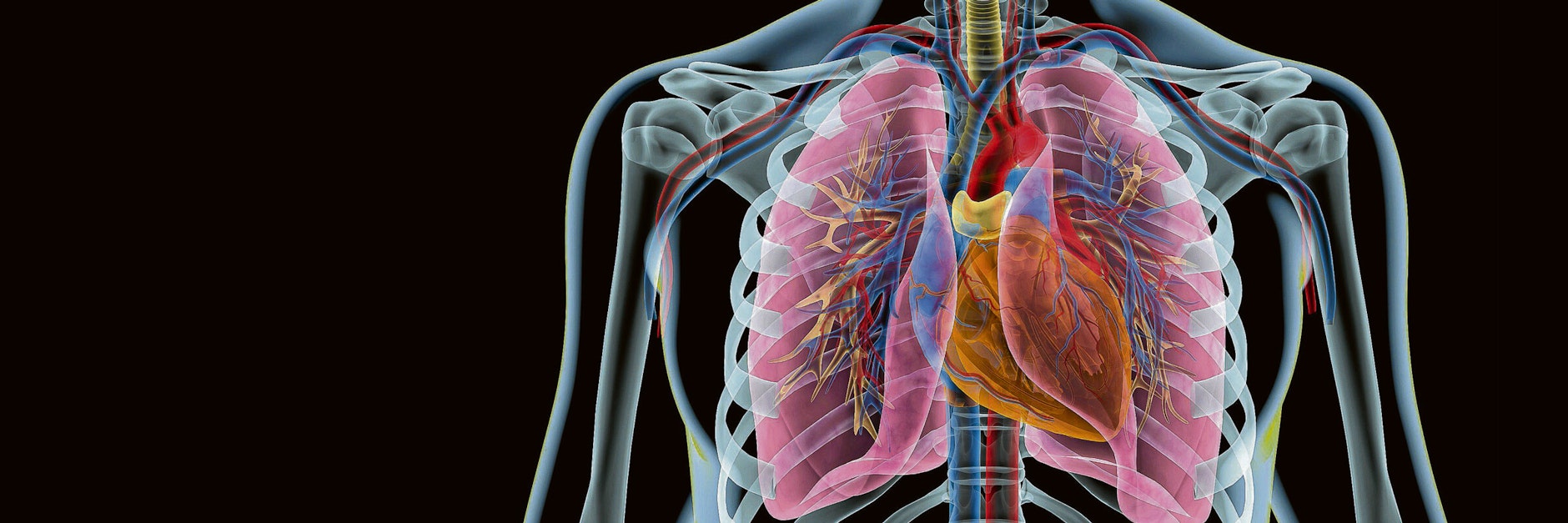 Nicht nur die Lunge, auch Herz und Nieren kann das Coronavirus angreifen.