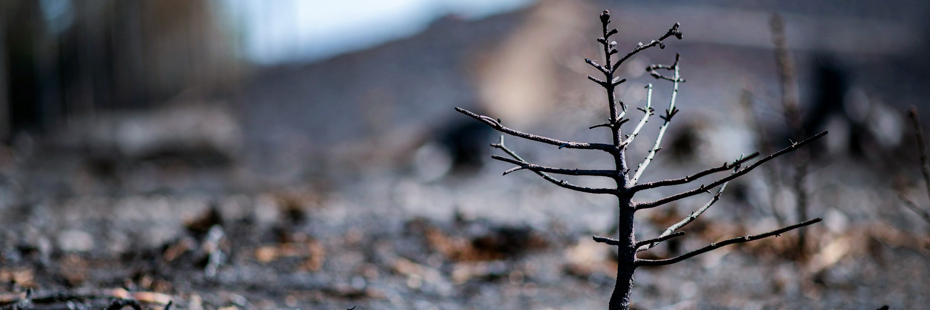 Brandenburg ist mit Abstand das Bundesland mit den meisten Waldbränden.