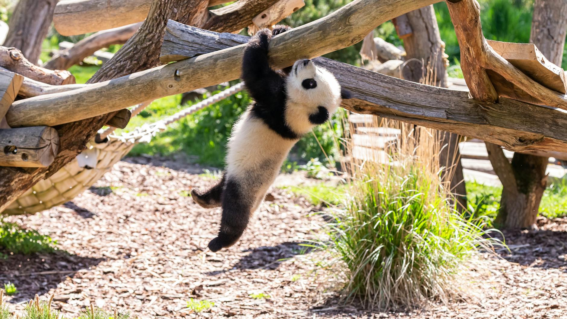 Paule ist der Kletterkünstler, liebt wie seine Mutter das Herumturnen an den Bäumen in der Panda-Anlage.