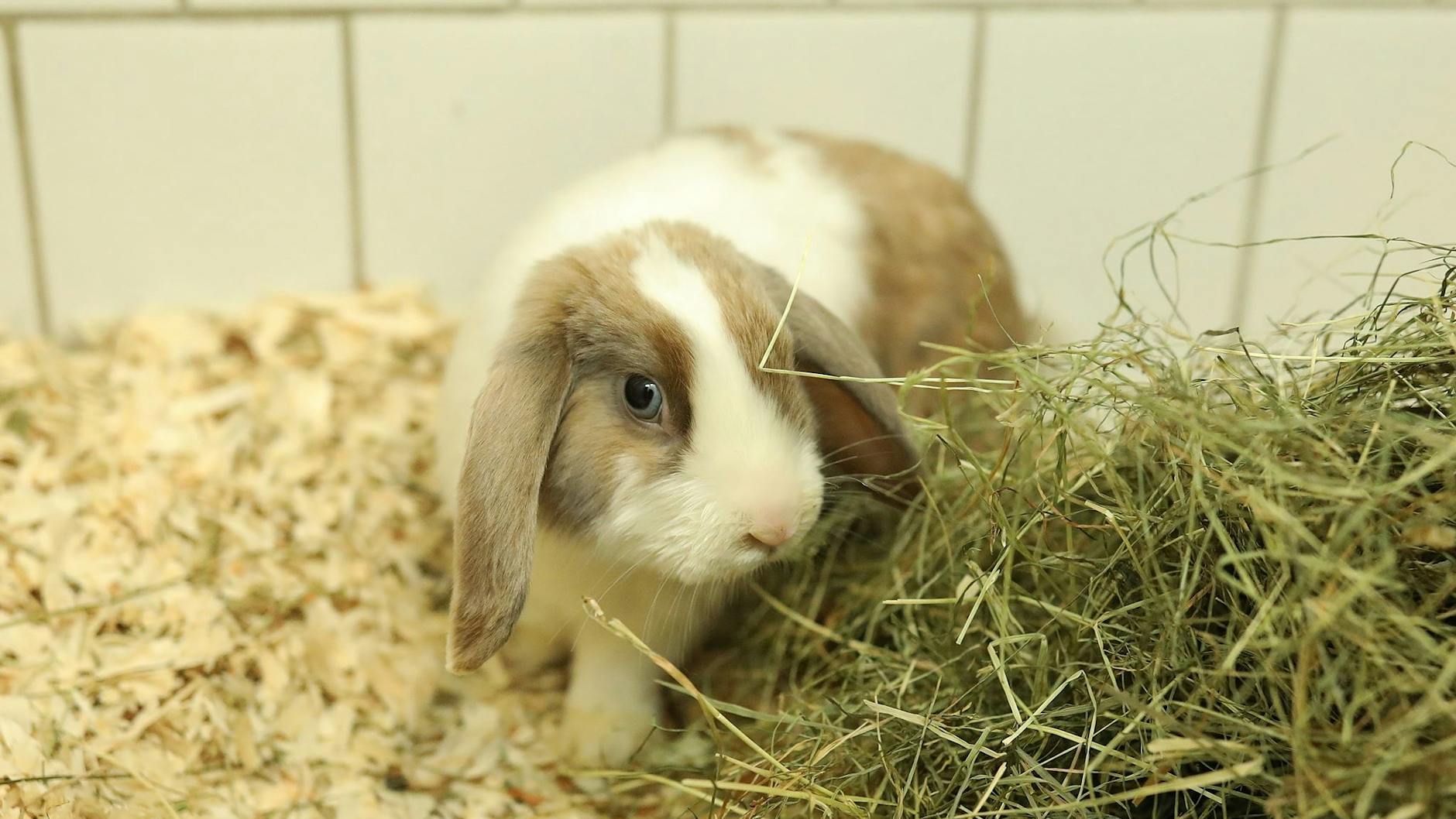 Kaninchen Nummer zwei guckt noch etwas ängstlich, wird aber im neuen Zuhause schnell Vertrauen finden.